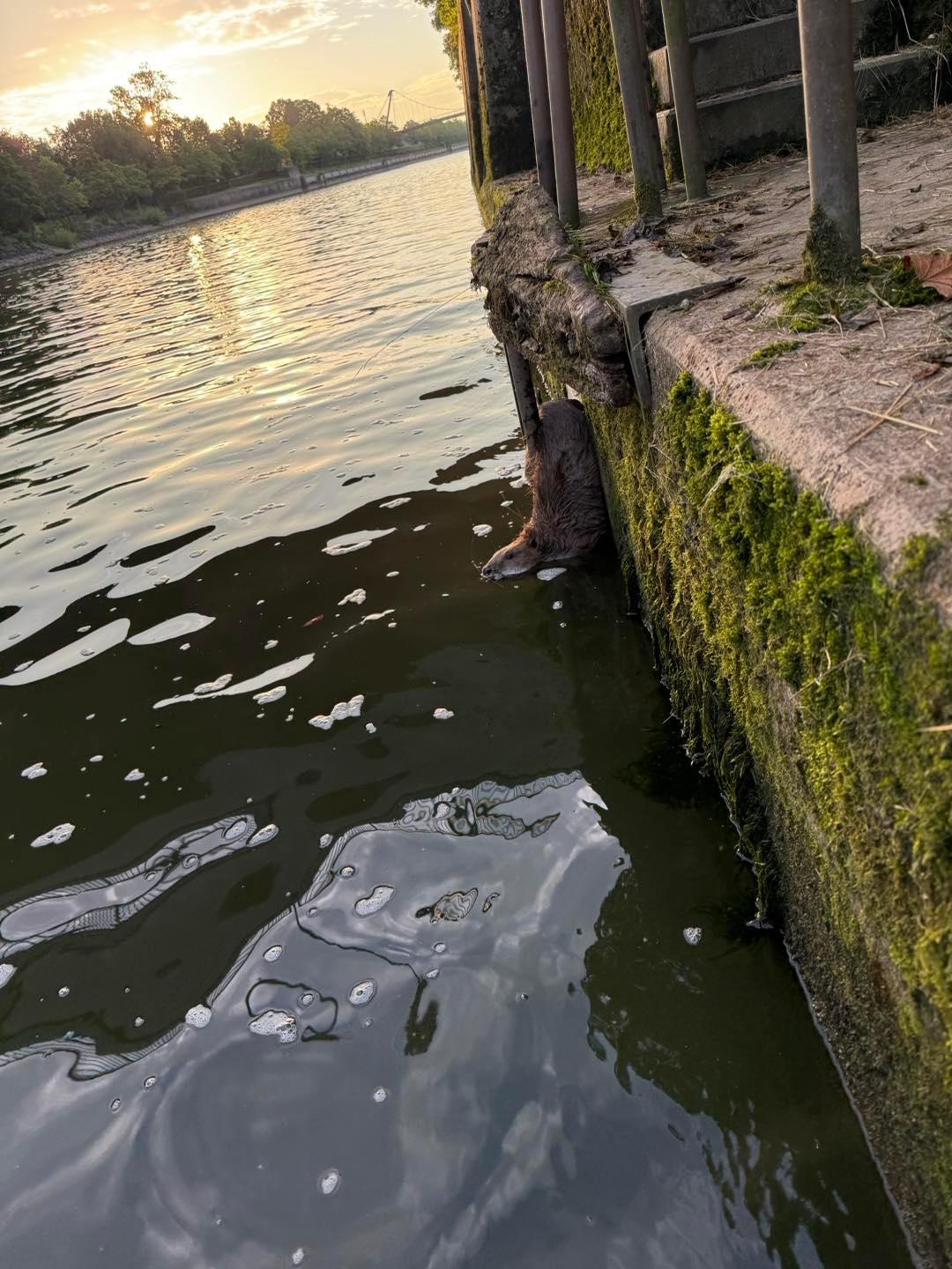 Der Biber in seiner misslichen Lage - mit seinem Hinterteil blieb er zwischen der Aufstiegsleiter und der Kaimauer stecken.
