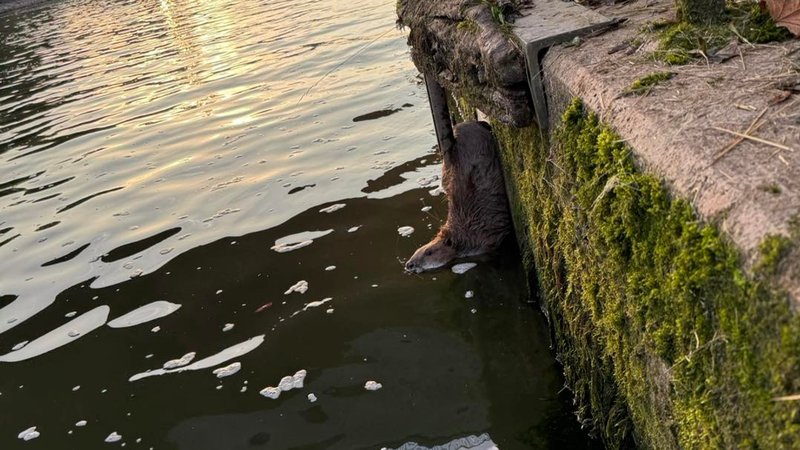 Der Biber in seiner misslichen Lage - mit seinem Hinterteil blieb er zwischen der Aufstiegsleiter und der Kaimauer stecken. | Bild: Alexander Zellner/Feuerwehr Kelheim Stadt Der Biber in seiner misslichen Lage - mit seinem Hinterteil blieb er zwischen der Aufstiegsleiter und der Kaimauer stecken.