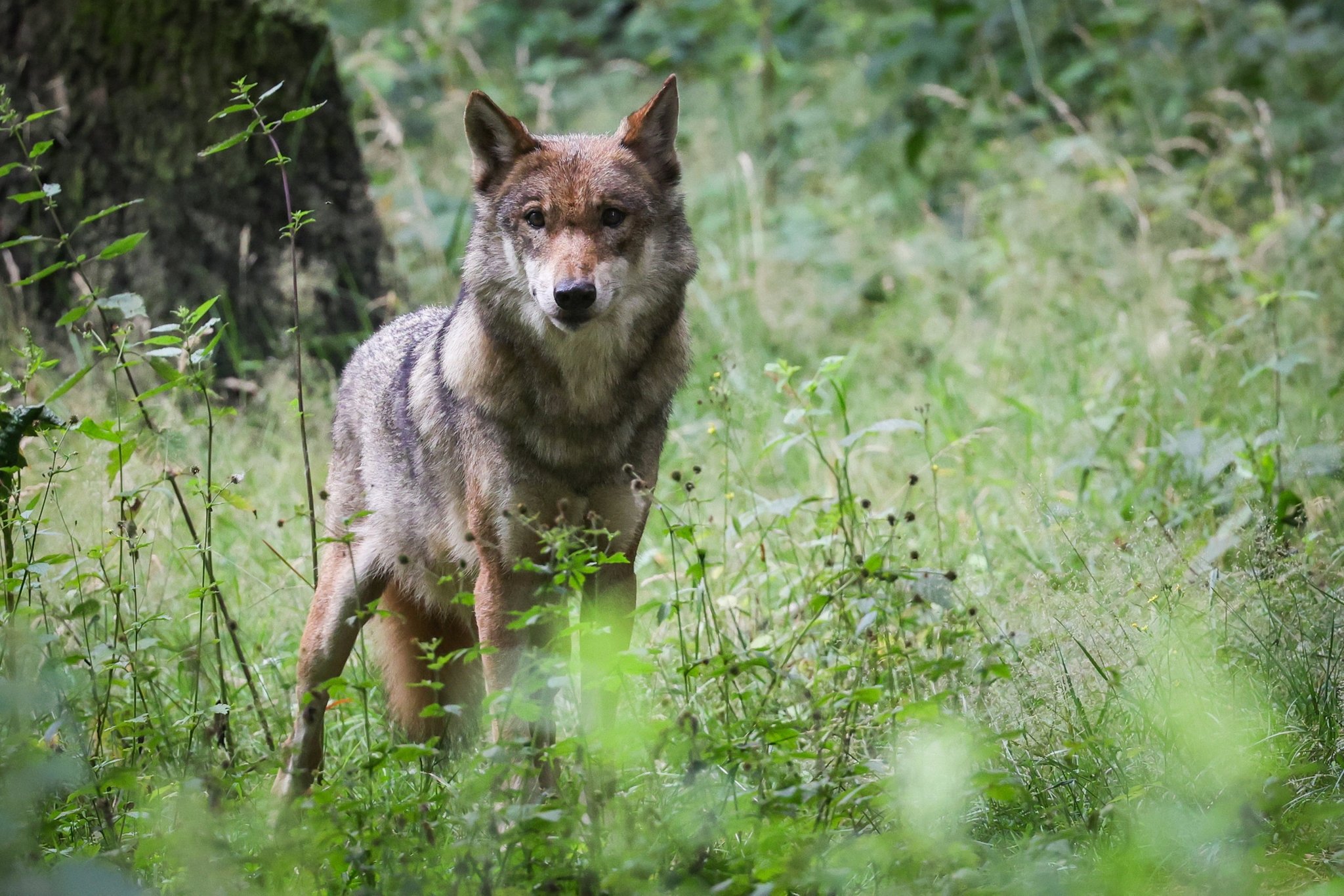 ARCHIV - 12.07.2023, Schleswig-Holstein, Eekholt: Eine ausgewachsener weiblicher Wolf steht in seinem Gehege im Tierpark Eekholt. (Zu dpa "Mehr Wölfe in Deutschland: Bundesweit 184 Rudel nachgewiesen") Foto: Christian Charisius/dpa +++ dpa-Bildfunk +++