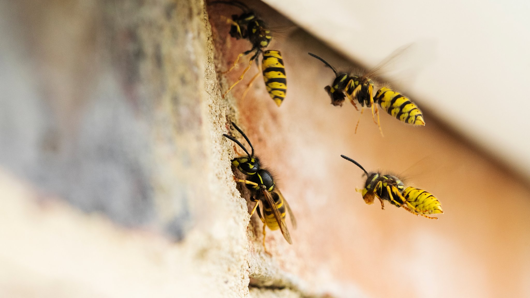 Wespennest am Haus: So können Sie den Nestbau verhindern
