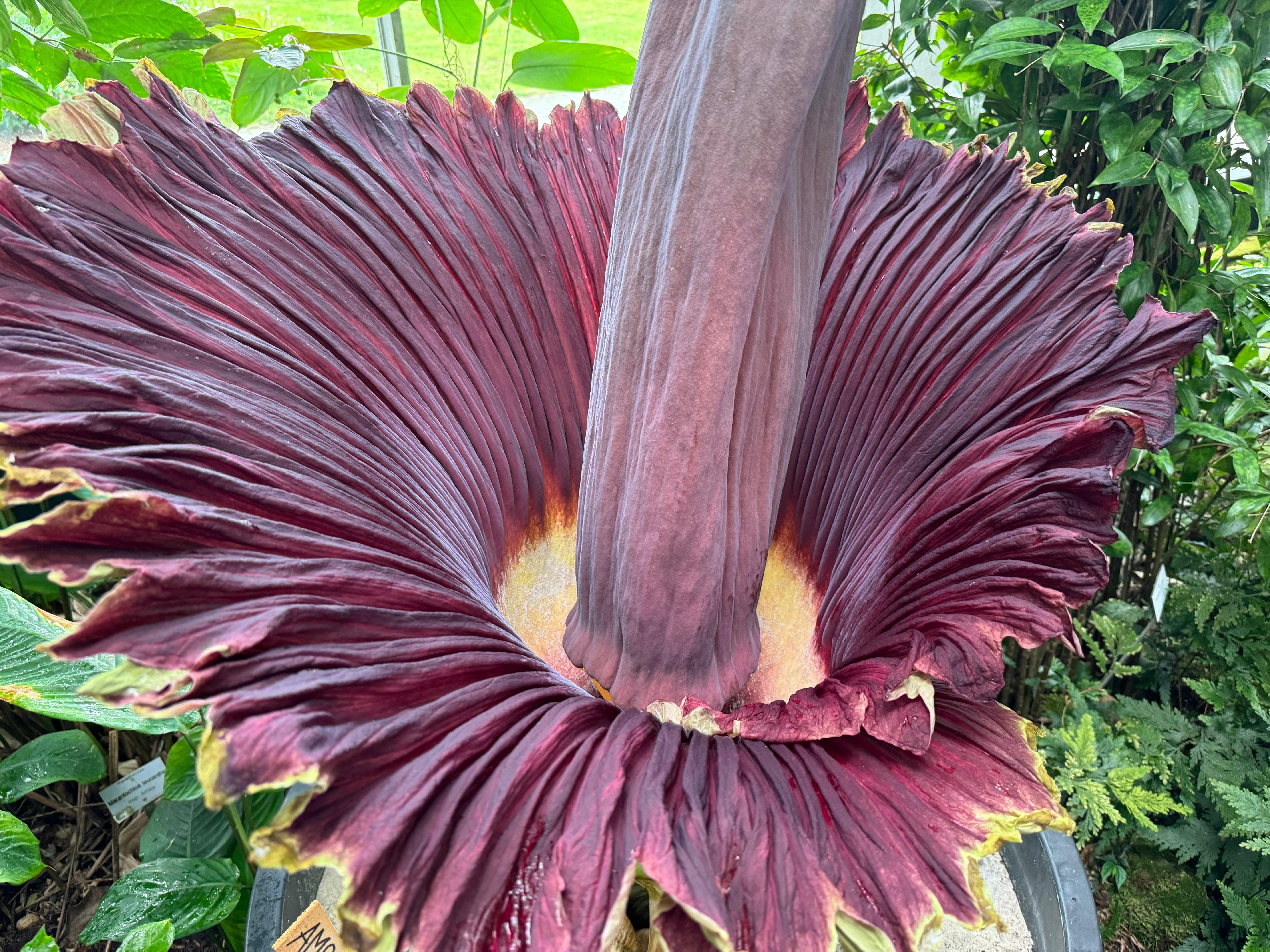 Die Blüte einer Titanwurz.