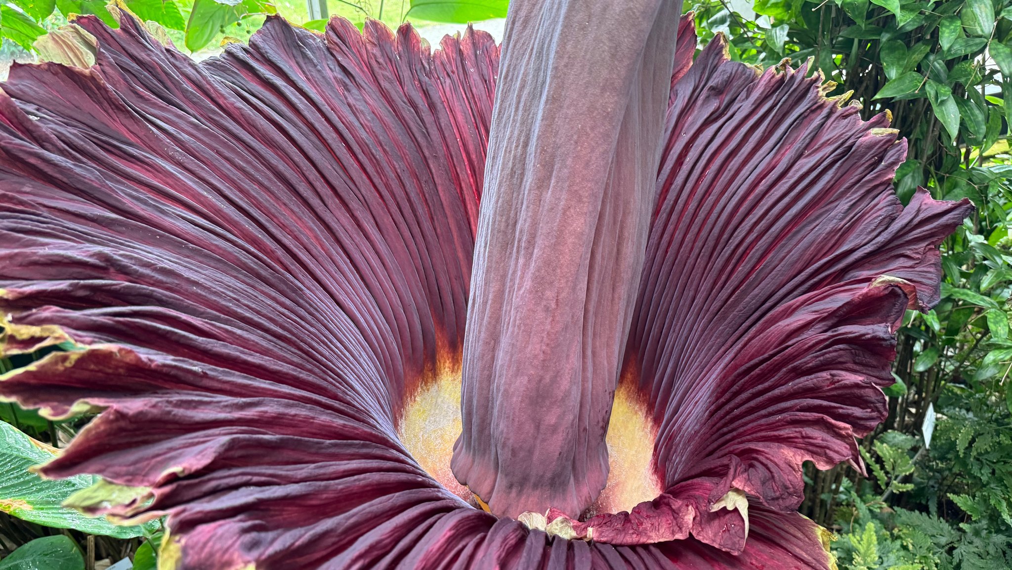 Jetzt steht sie in voller Blüte, die Titanwurz im Botanischen Garten der Uni Würzburg.