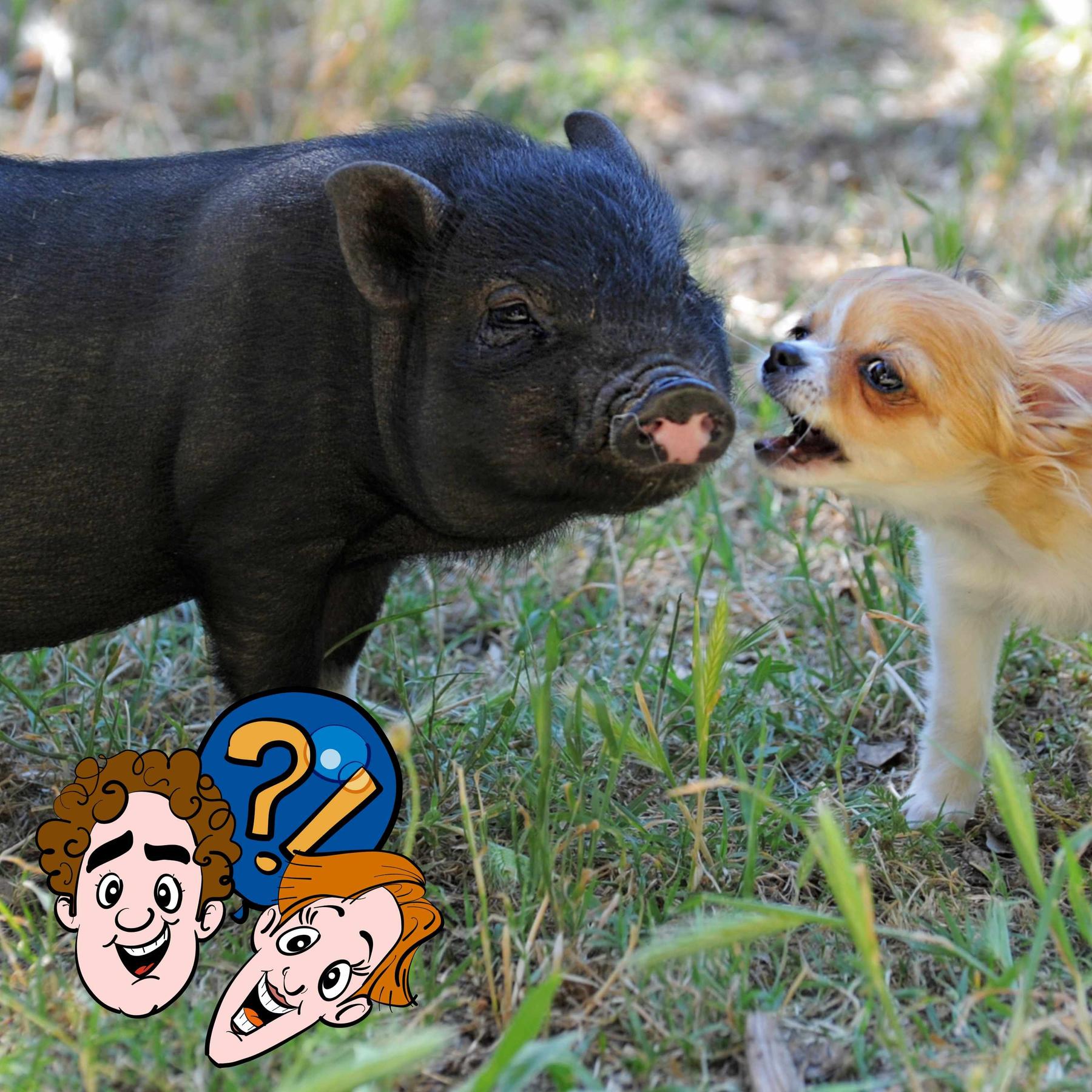 Können Tiere die Stimmen von anderen Tieren nachmachen?