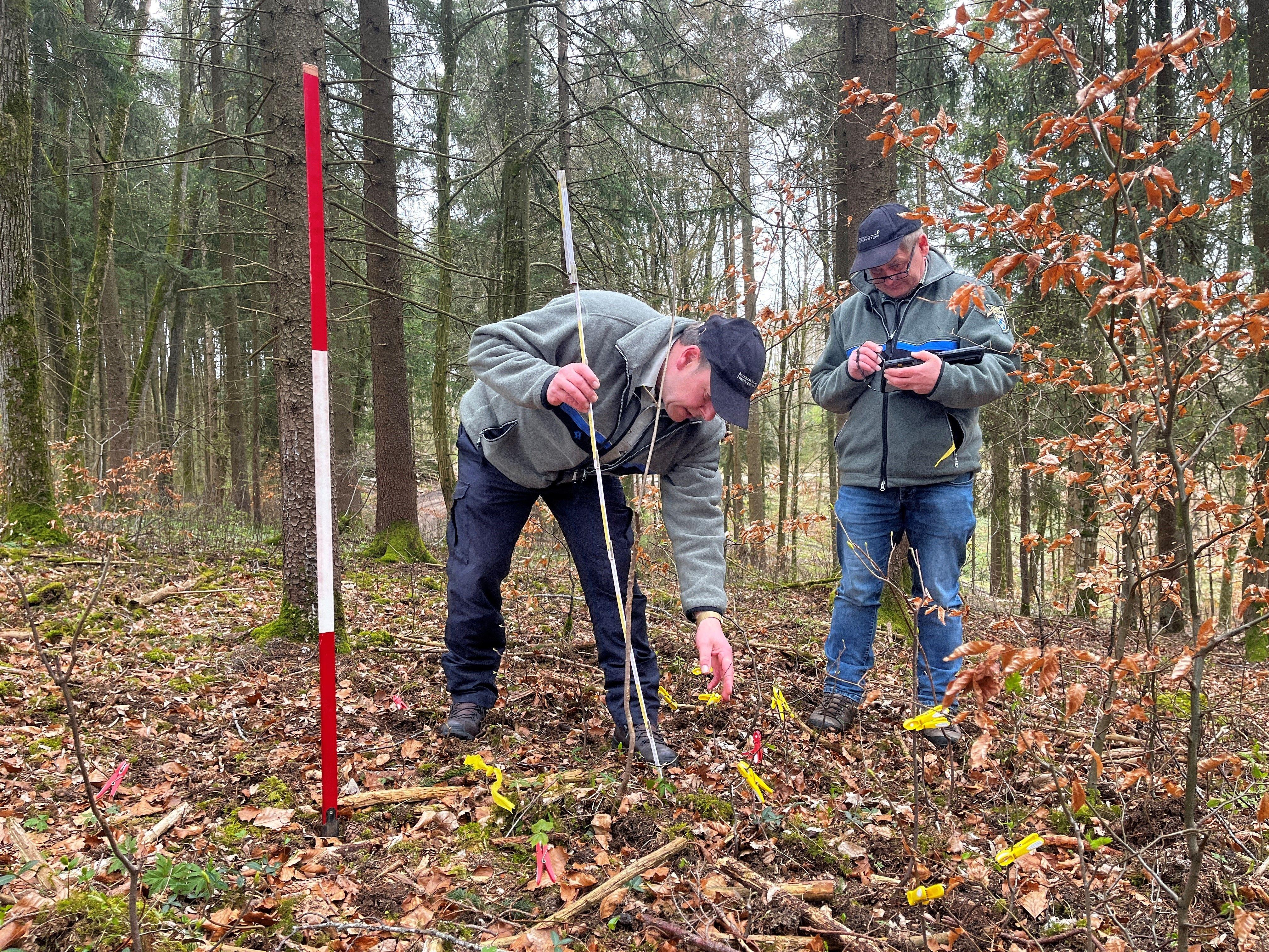 Förster schauen im Wald bei Rögling, ob die kleinen Bäume vom Rehwild verbissen sind.