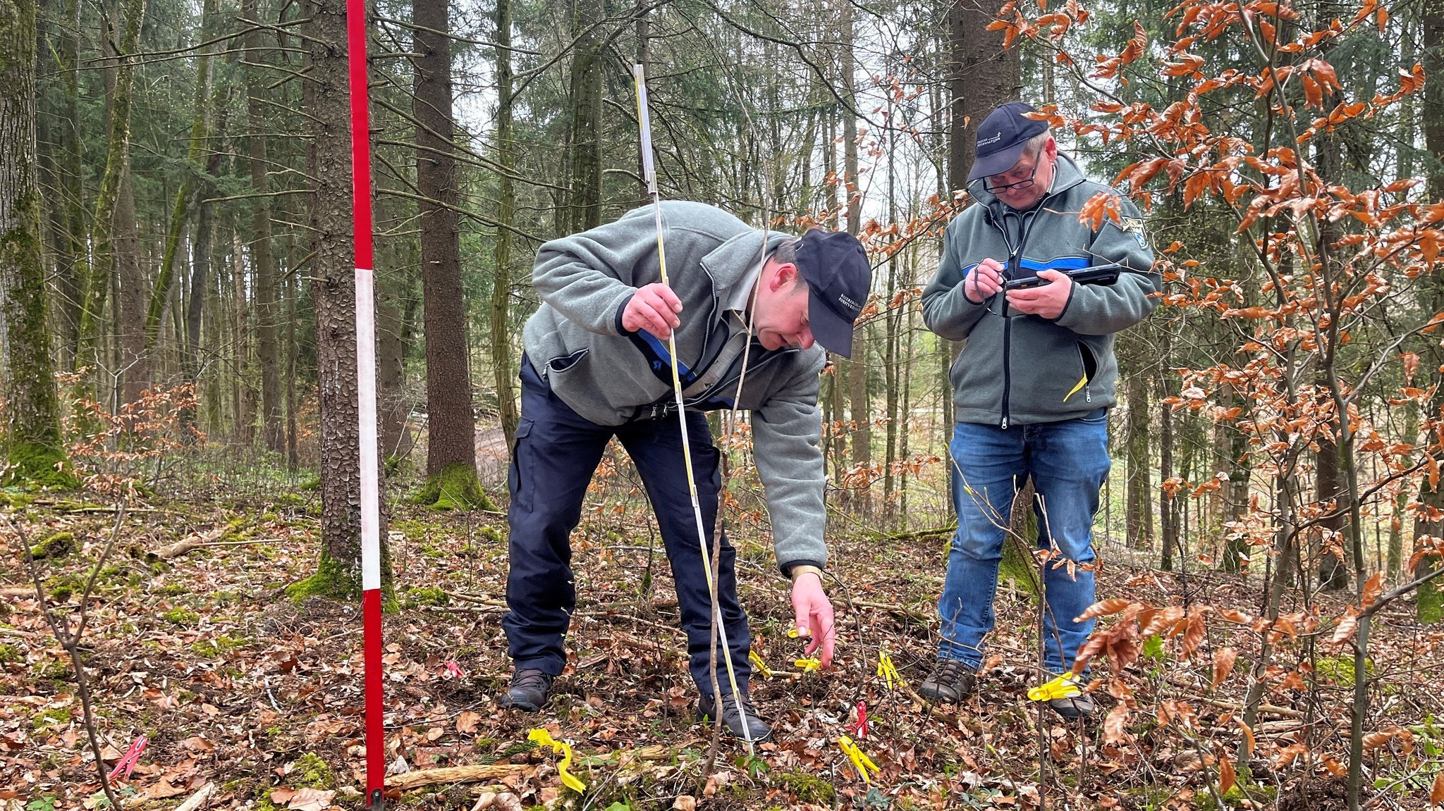 Förster schauen im Wald bei Rögling, ob die kleinen Bäume vom Rehwild verbissen sind.