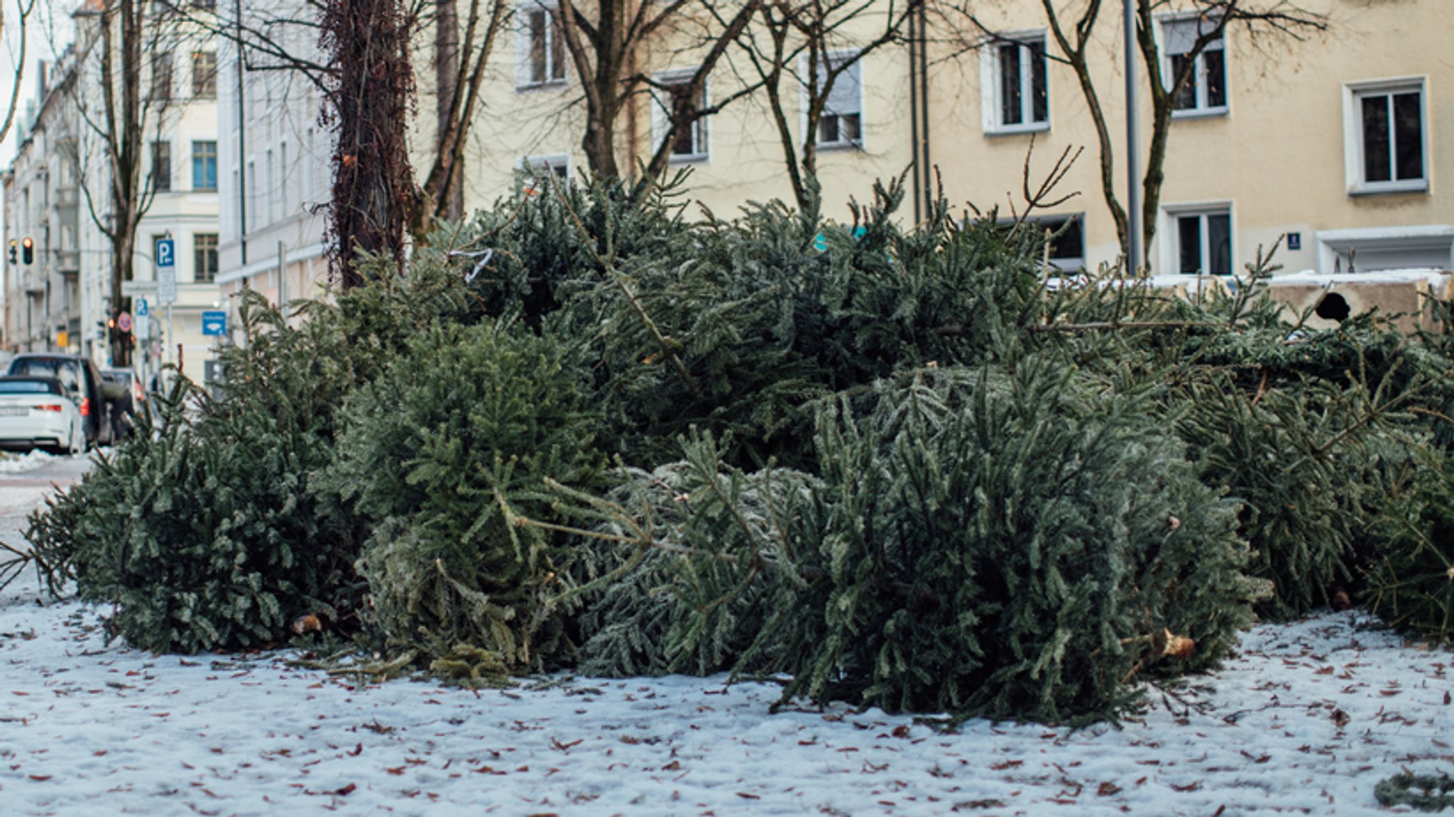 Nur zerkleinerte Bäume dürfen in die Biotonne