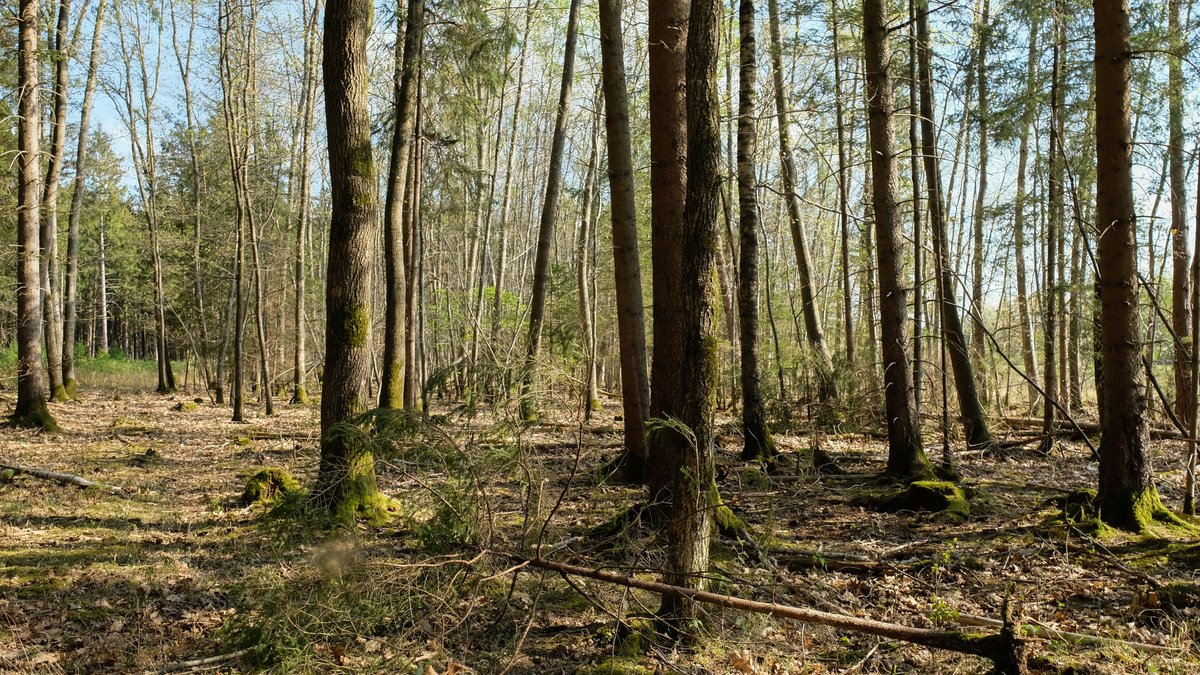 Waldzustand weiter schlecht – Rainers Forstpolitik in der Kritik