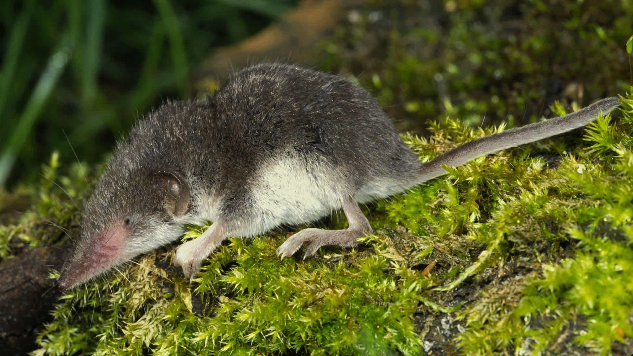 So sieht die Feldspitzmaus aus. Sie gilt als Überträger der Krankheit.