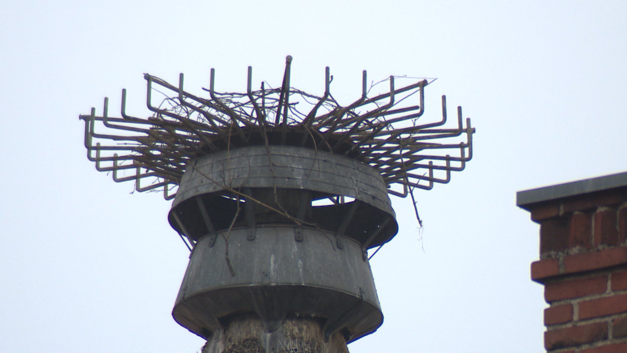 Storchennest in Fürth