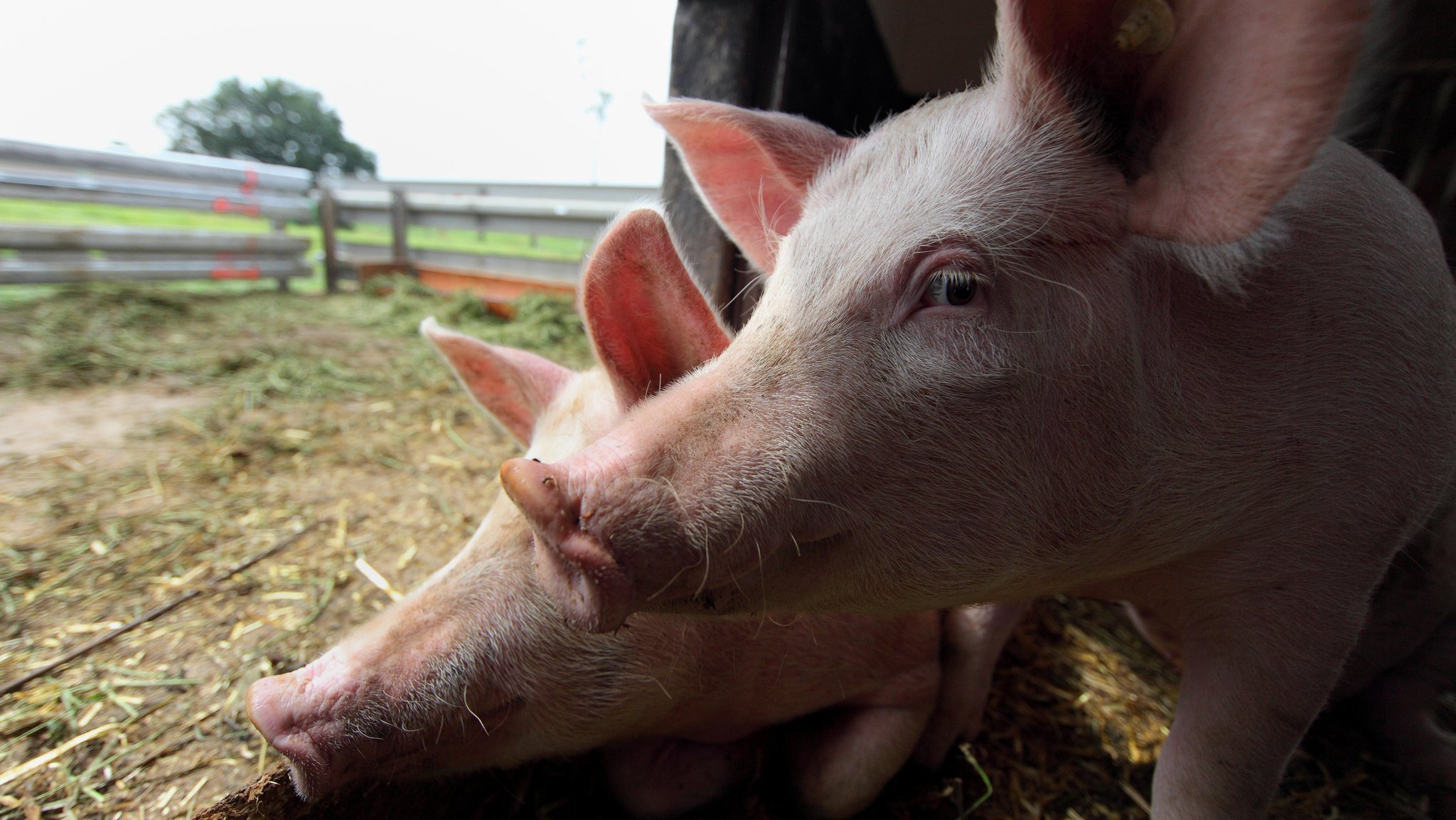 Symbolbild: Schweine im Außenbereich ihres Stalls