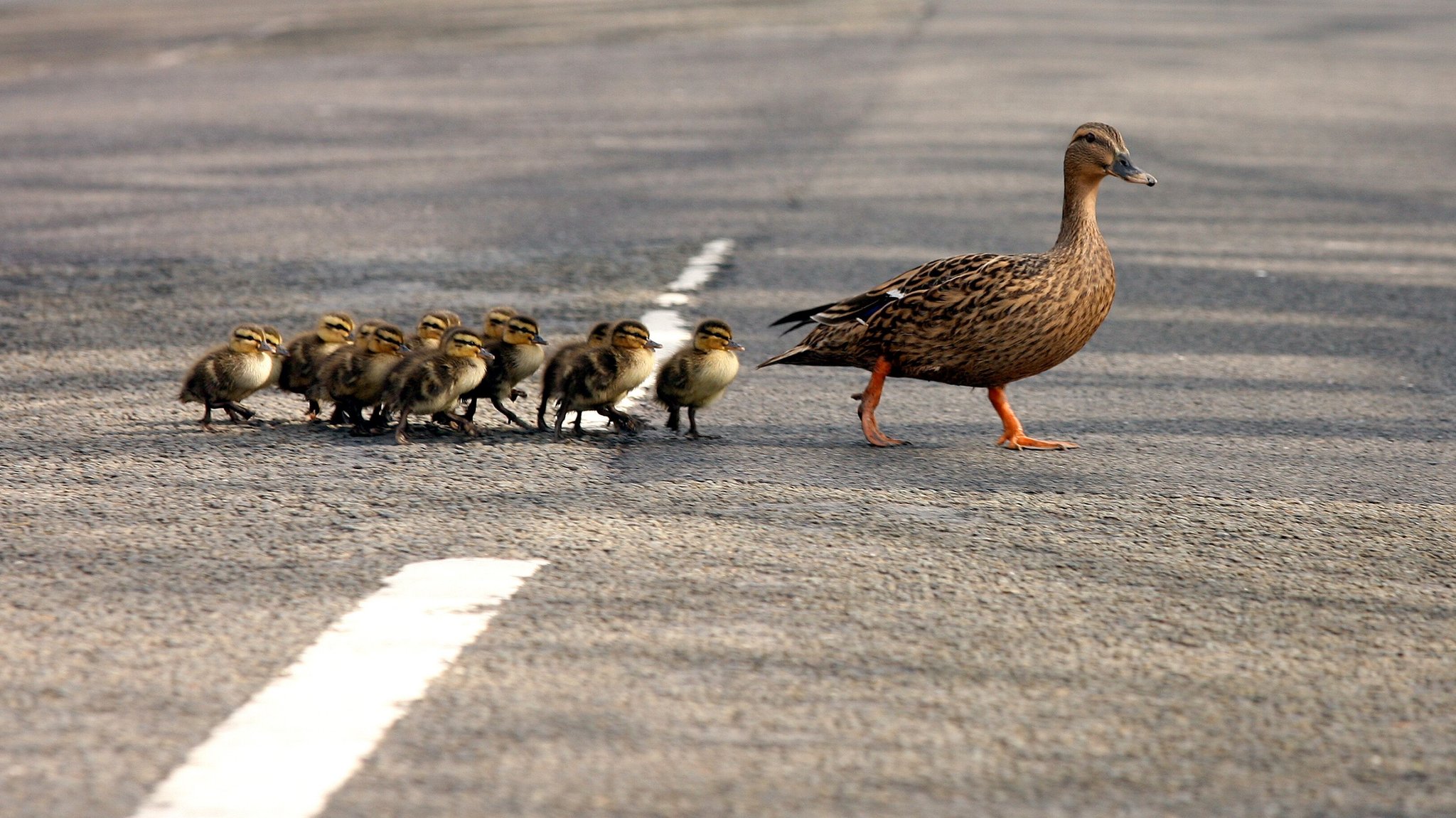 Entenfamilie auf der Fahrbahn (Symbolbild) | Bild: picture alliance Entenfamilie auf der Fahrbahn (Symbolbild)