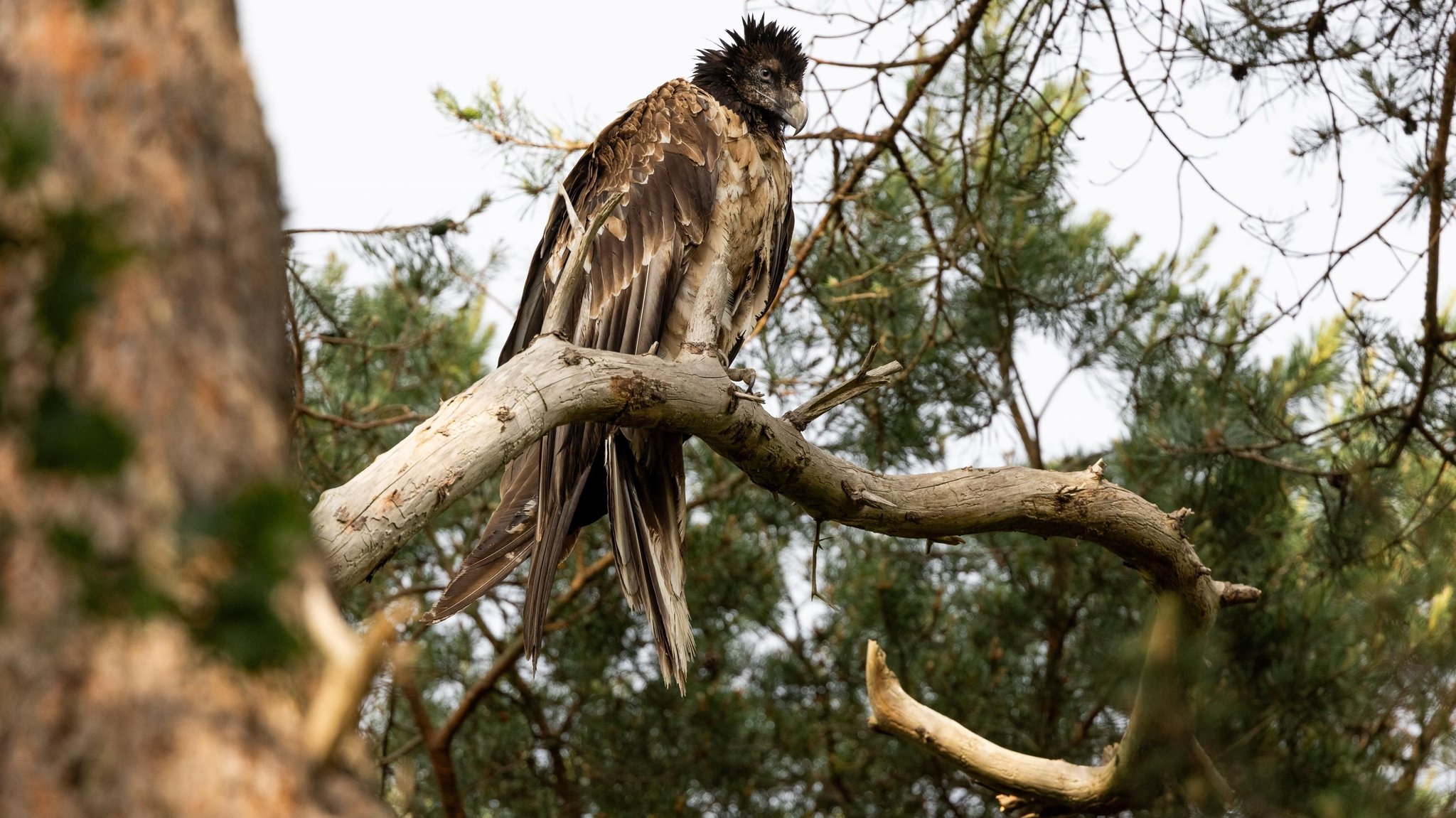 Bartgeier Vinzenz sitzt auf Ast in Bad Zwischenahn | Bild: LBV/Matthias Feldhoff Bartgeier Vinzenz sitzt auf Ast in Bad Zwischenahn
