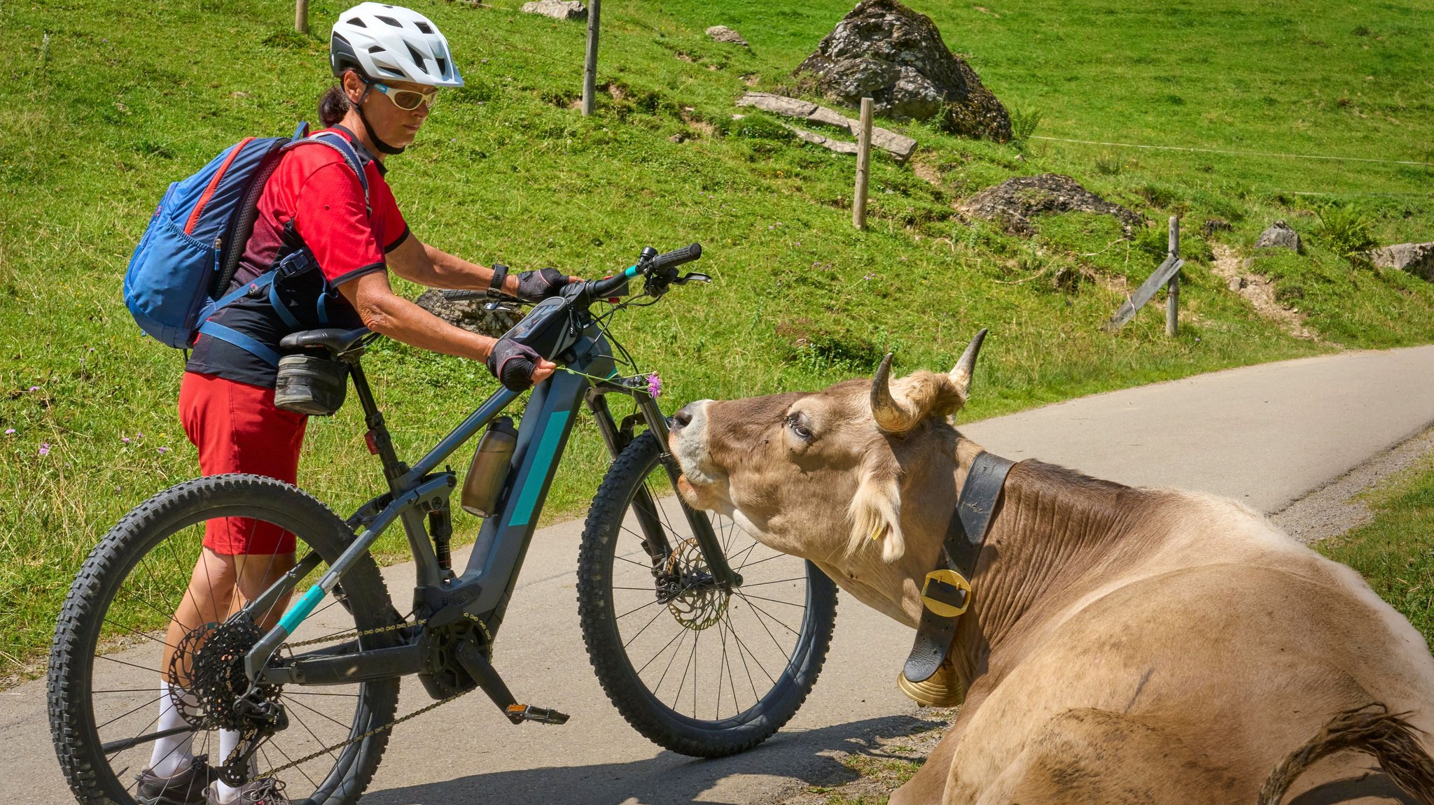 Eine Frau schiebt ihr E-Mountainbike an einer Kuh vorbei