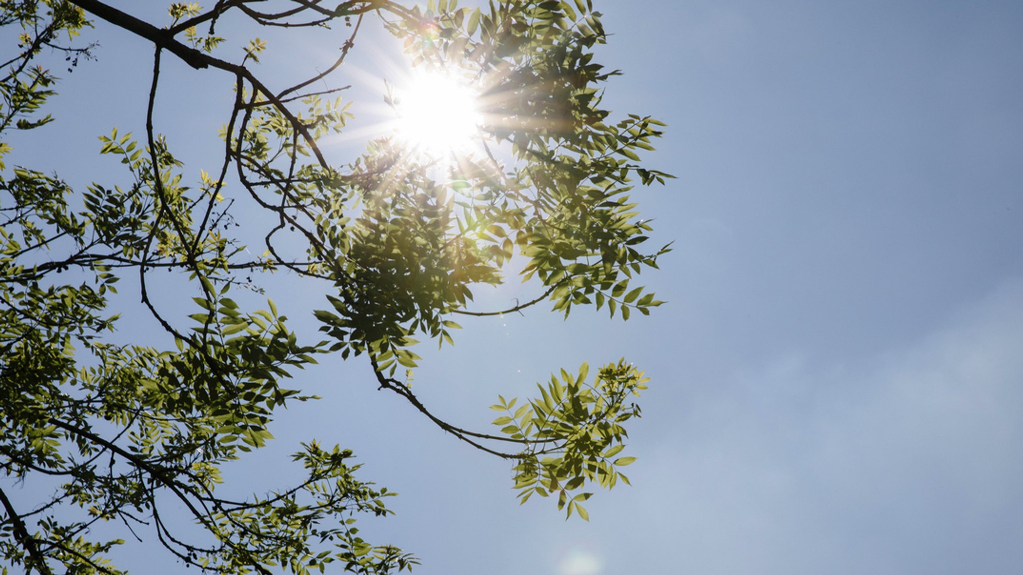 Die Sonne scheint durch Eschenlaub (Symbolbild).