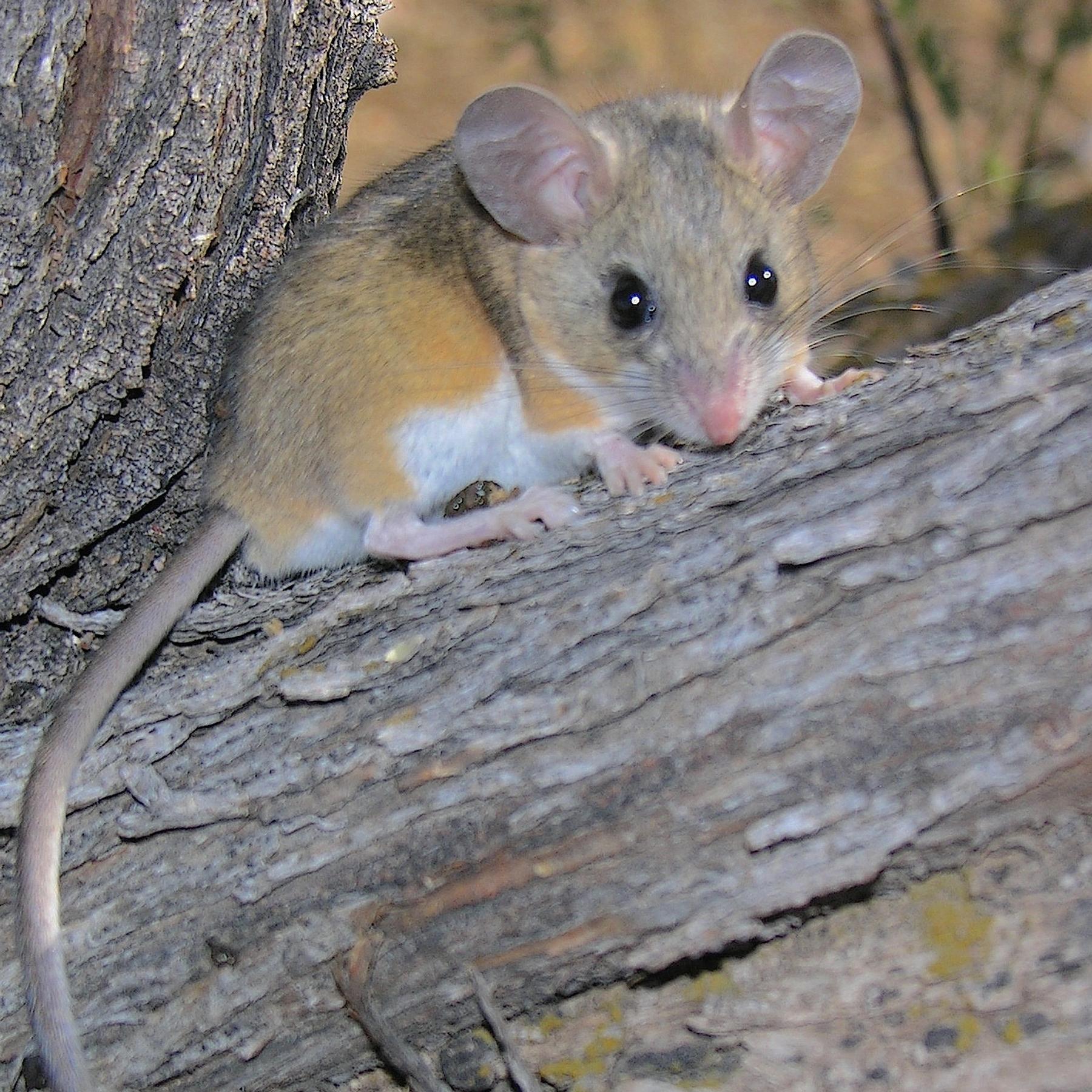 Wer ist Monogamie Weltmeister? Menschen landen auf Platz ...