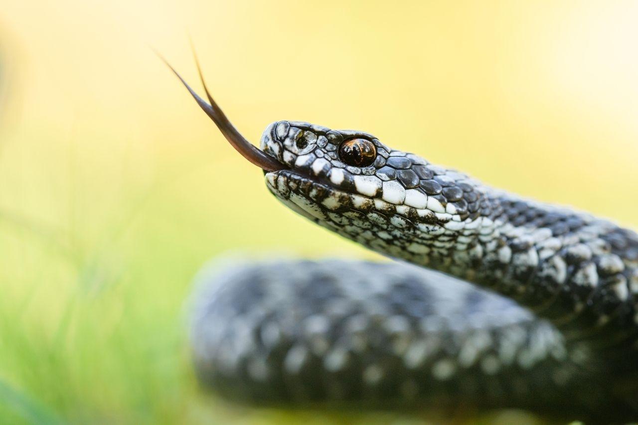Kreuzotter (Vipera berus)