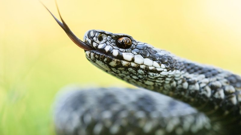 Kreuzotter (Vipera berus) | Bild: picture alliance / Zoonar | THOMAS MARTH Kreuzotter (Vipera berus)