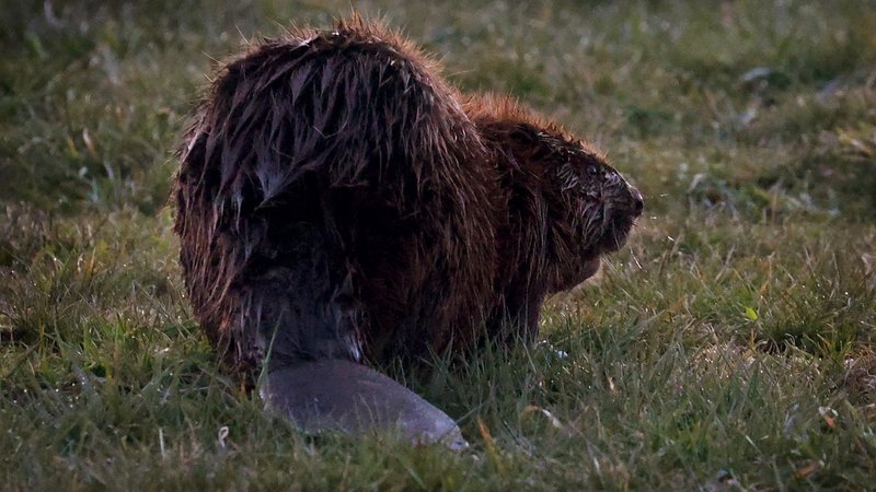 Ein Biber sitzt in der Abenddämmerung auf einer Wiese. | Bild: picture alliance/dpa | Karl-Josef Hildenbrand Ein Biber sitzt in der Abenddämmerung auf einer Wiese.