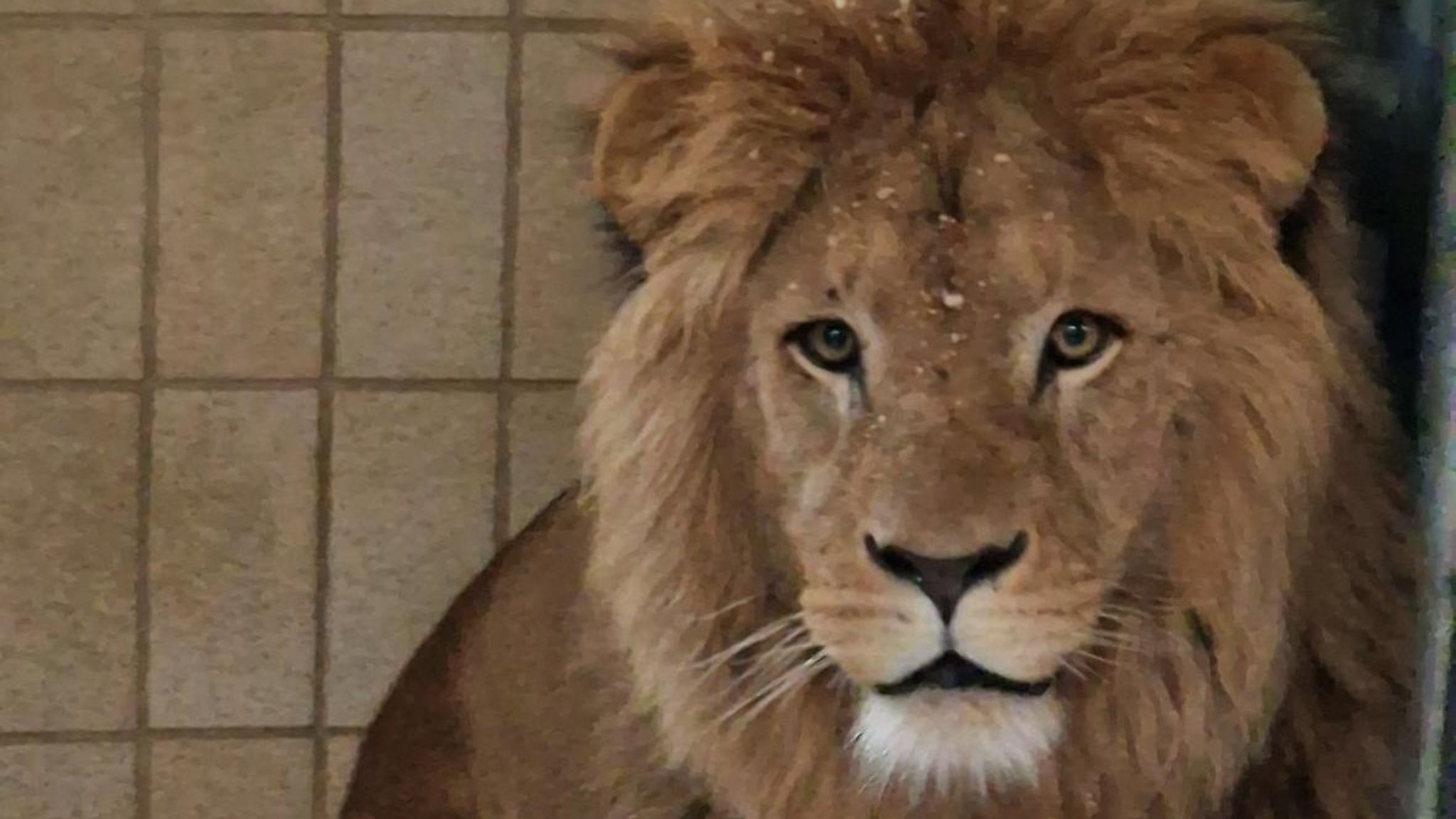 Der afrikanische Löwe Dunay ist zusammen mit seinem Bruder Altai aus Lissabon in Augsburg angekommen.