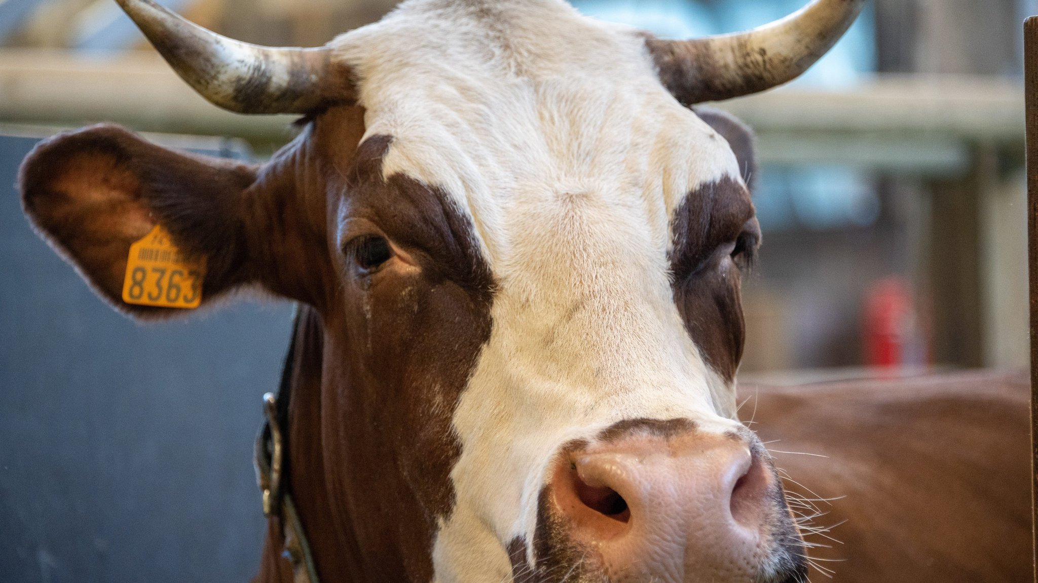 Landwirt von Stier angegriffen und tödlich verletzt