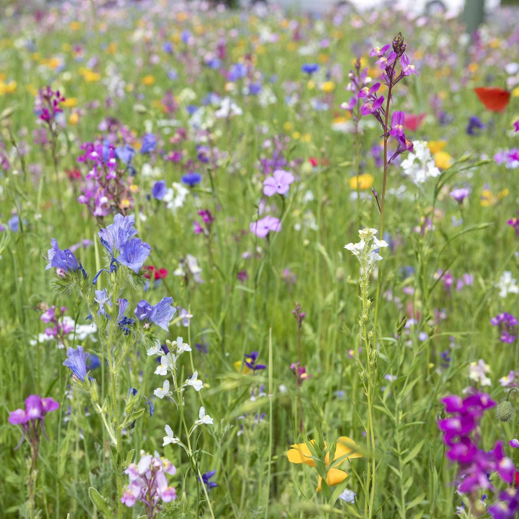 Artensterben: Was die Rote Liste zeigt und was wir selbst tun können