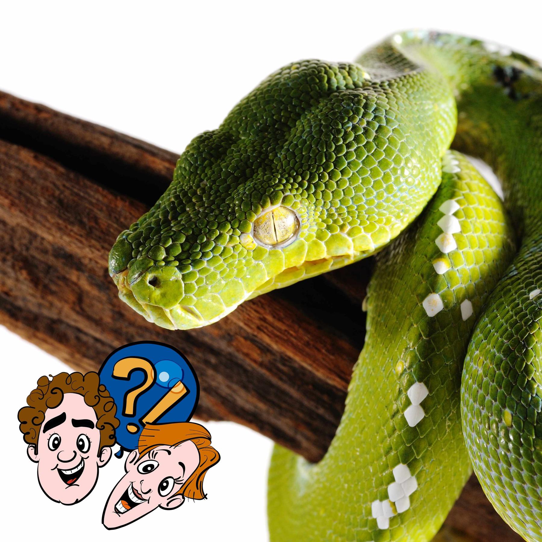 Wird ein giftiges Tier noch giftiger, wenn es ein anderes giftiges Tier frisst?