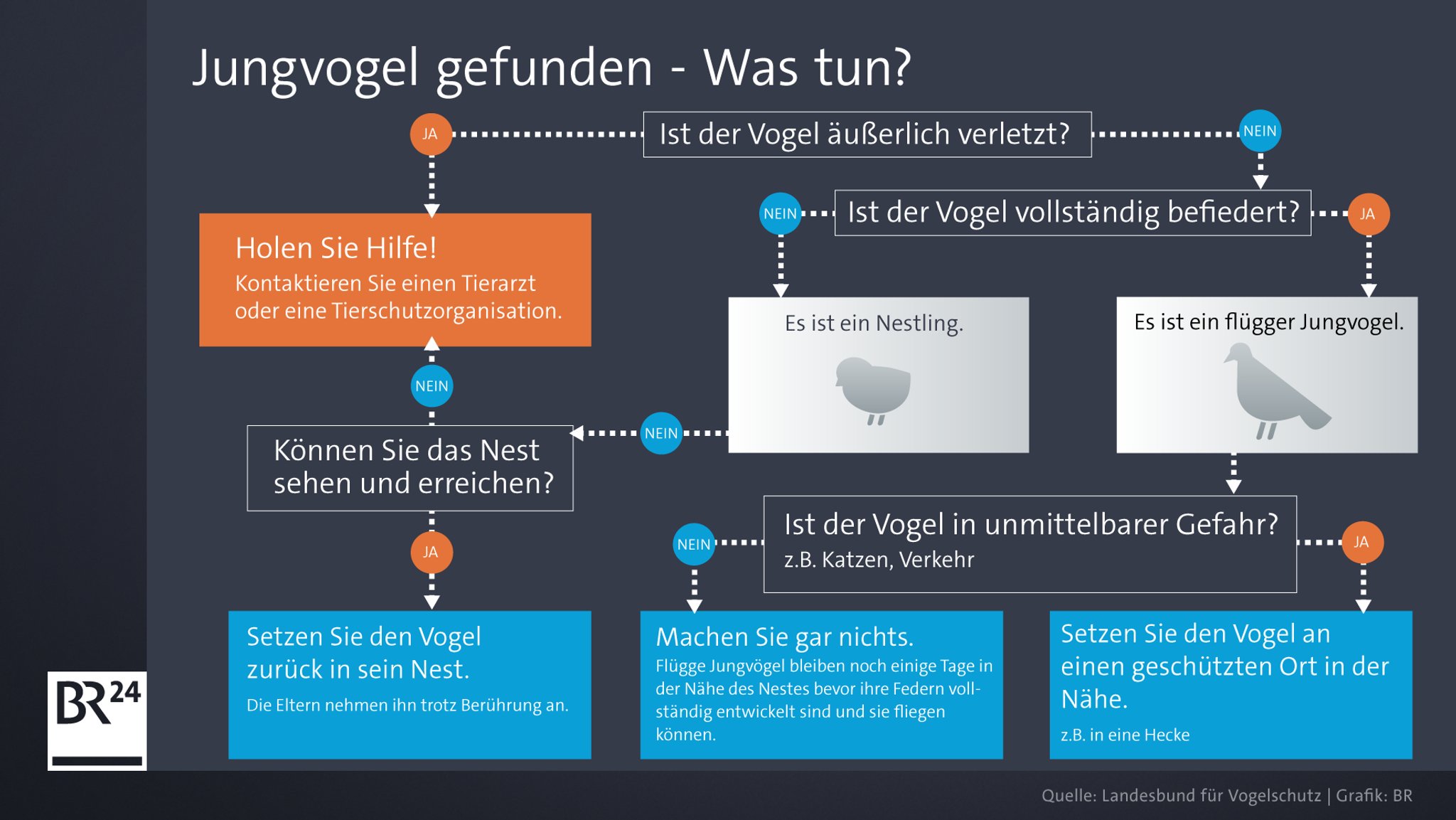 Infografik: "Jungvogel gefunden - Was tun?"