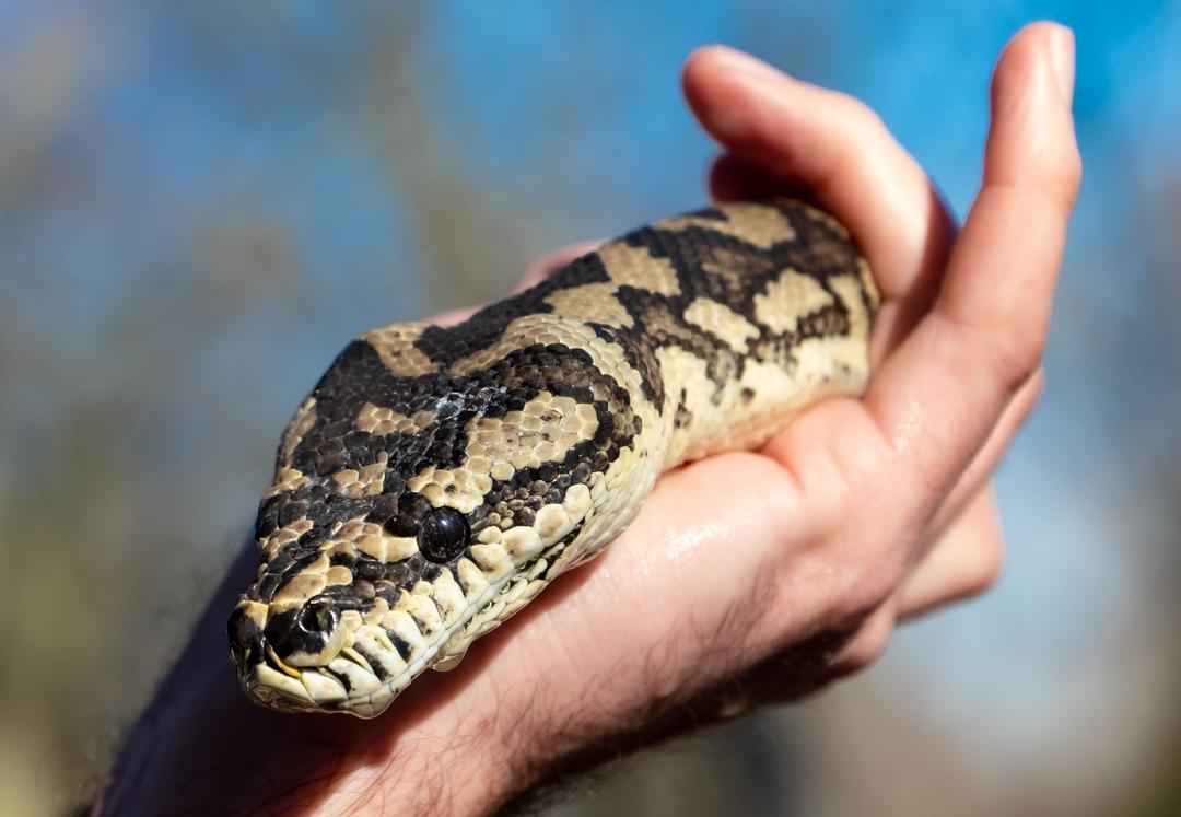 Um welche Schlangenart es sich bei dem zweiten Tier handelt, das ist noch nicht bekannt.