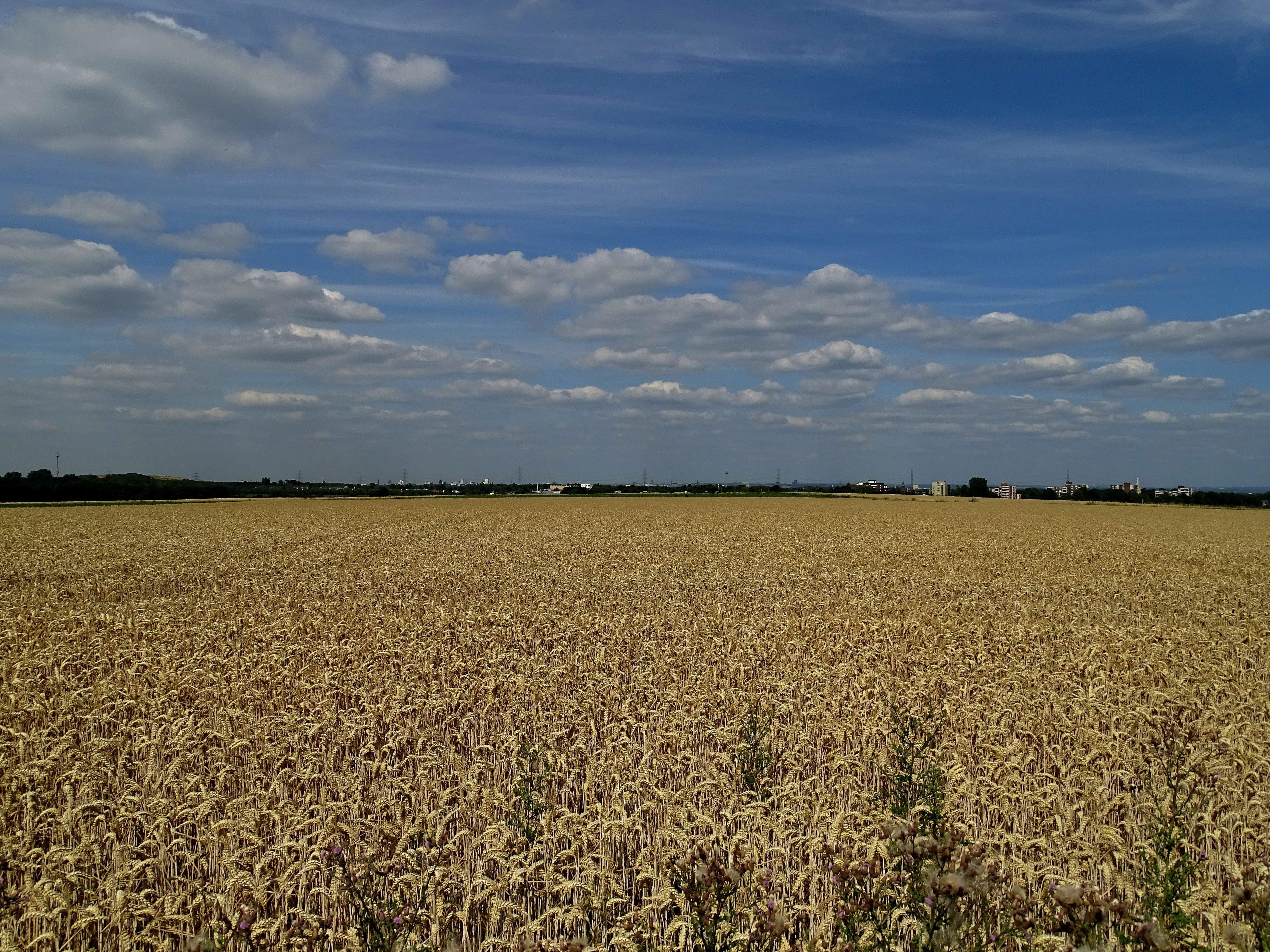 Archivbild: Dieses Weizenfeld steht kurz vor der Ernte.
