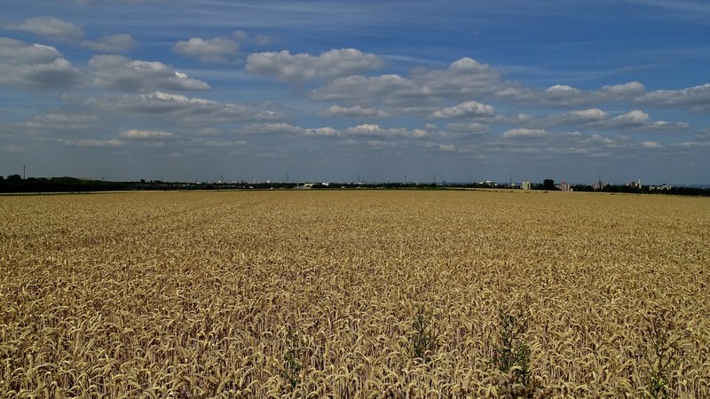 Archivbild: Dieses Weizenfeld steht kurz vor der Ernte.