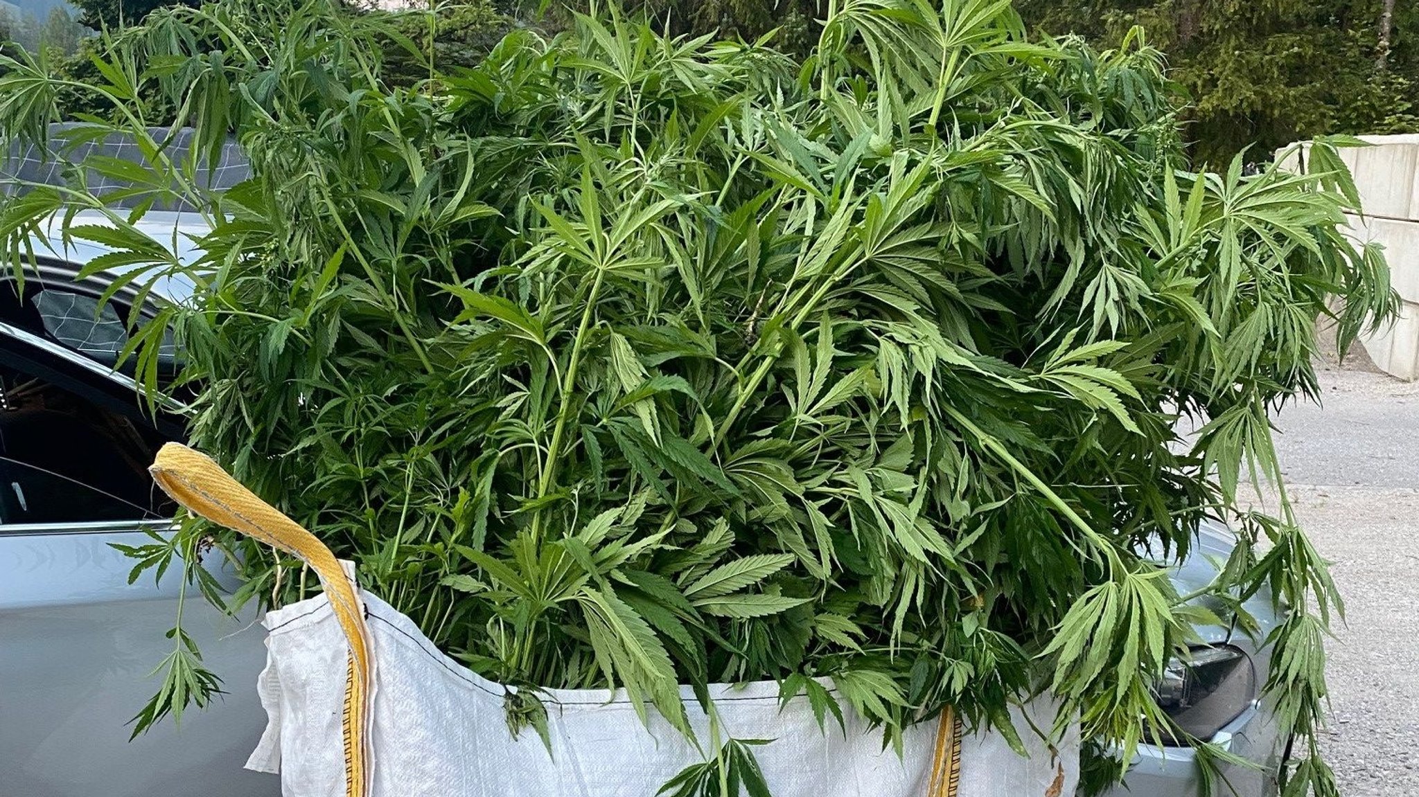 Zwei Säcke - gefüllt mit der "Marihuana-Ernte“ von Oberammergau