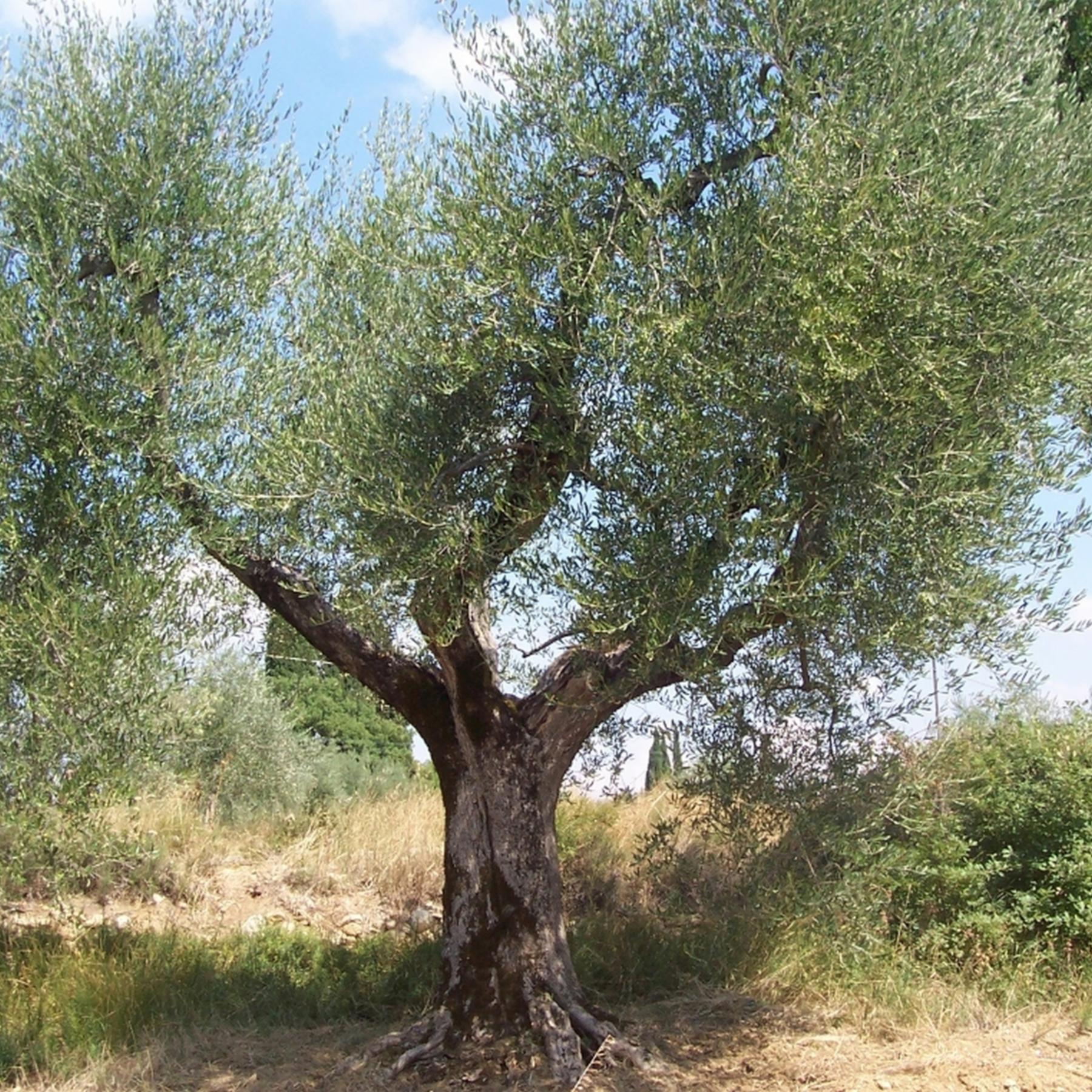 Der Baum des Lebens - Mehr als ein Christ-Baum episode artwork