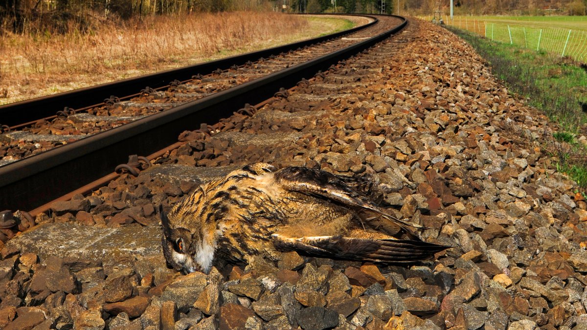 Eine tote Eule liegt neben einer Schiene. | Bild: picture alliance/blickwinkel/B. Trapp Eine tote Eule liegt neben einer Schiene.