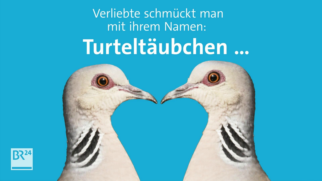 Die Turteltaube haben Naturschützer zum "Vogel des Jahres 2020" gekürt. Ihr Ziel: Den Vogel vor dem Aussterben zu bewahren. | Bild: BR Die Turteltaube haben Naturschützer zum "Vogel des Jahres 2020" gekürt. Ihr Ziel: Den Vogel vor dem Aussterben zu bewahren.