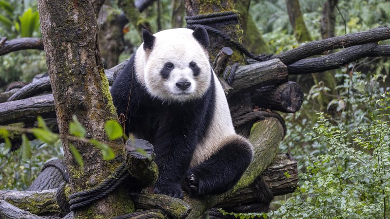 Ein Großer Panda sitzt in einem Gehege auf einem dicken Ast, umgeben von Ästen und Laub. In einigen Jahren sollen zwei Große Pandas wie dieser auch im Münchner Tierpark Hellabrunn leben. (Symbolbild) | Bild: picture alliance / HPIC | Chen Xianlin Ein Großer Panda sitzt in einem Gehege auf einem dicken Ast, umgeben von Ästen und Laub. In einigen Jahren sollen zwei Große Pandas wie dieser auch im Münchner Tierpark Hellabrunn leben. (Symbolbild)