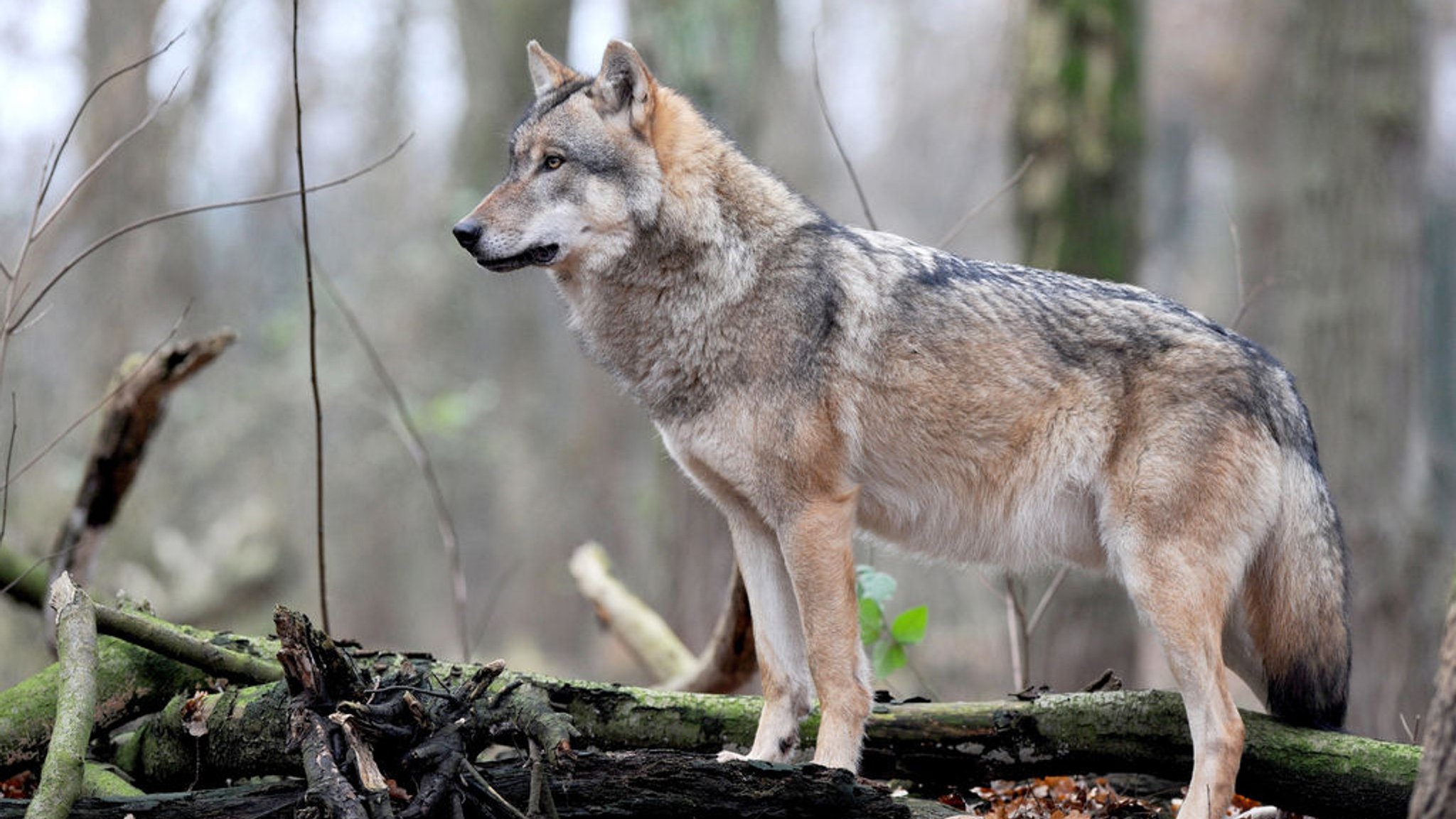 ARCHIV - 14.12.2014, Niedersachsen, Dörverden: Ein europäischer Grauwolf steht in einem der weitläufigen Gehege des Wolfscenters von Dörverden (Niedersachsen). In Luxemburg ist erneut ein Wolf nachgewiesen worden. (zu dpa: «Wieder Wolfsnachweis in Luxemburg - Tier aus Rudel in Niedersachsen») Foto: Ingo Wagner/dpa +++ dpa-Bildfunk +++