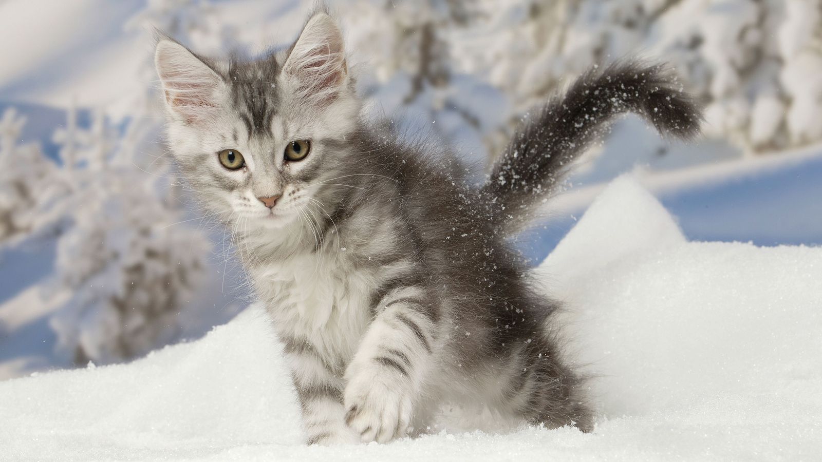 Tierqualerei Katze In Gartenteich Erfroren Polizei Ermittelt Br24