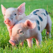 Schwein gehabt! | Bild: colourbox.com