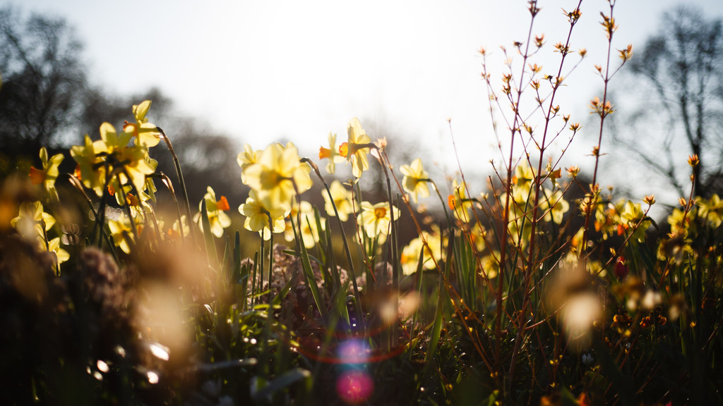 Frühlingsblumen im Sonnenschein.