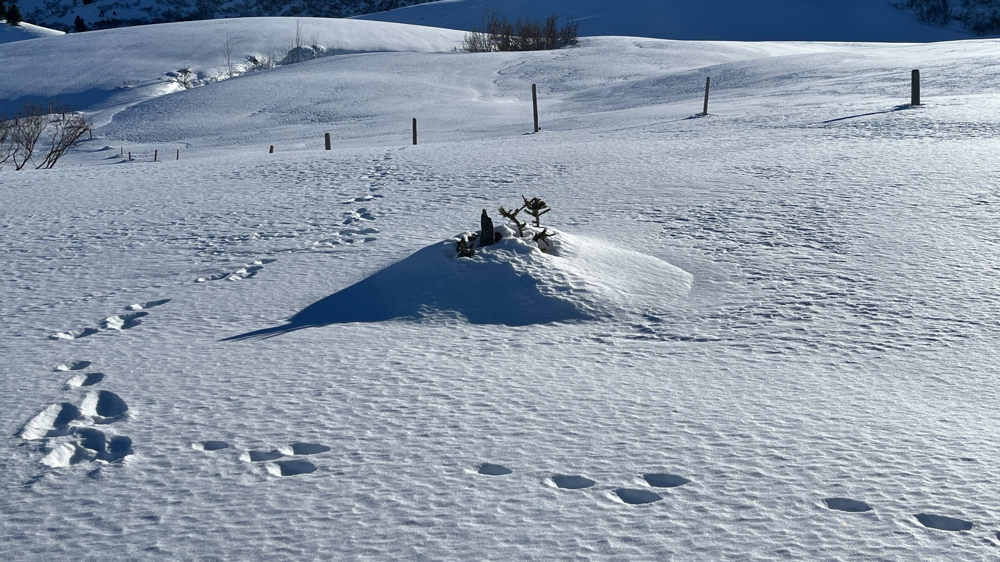 Schneehasenspur am Berg