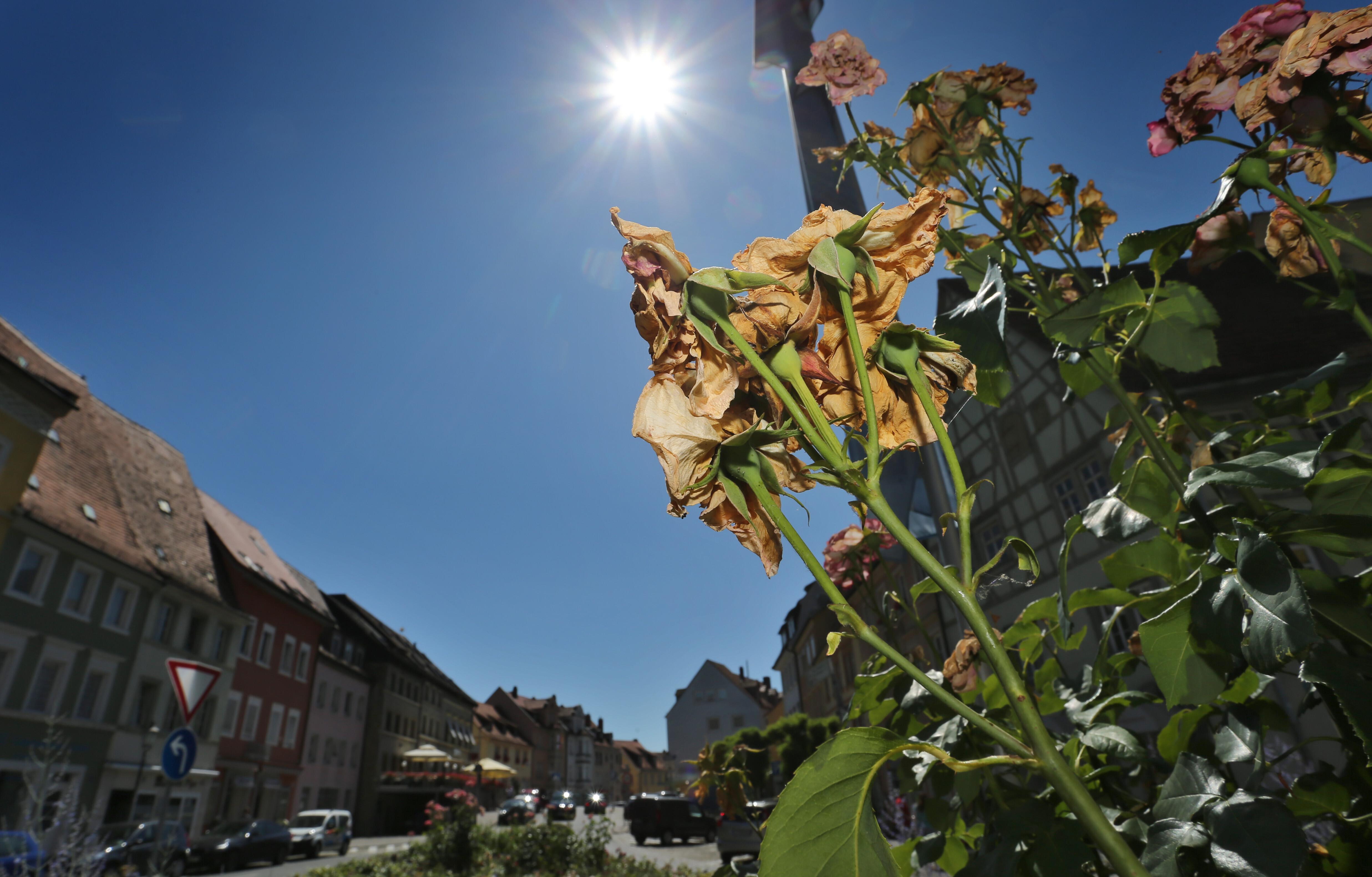 Vertrocknete Rosen stehen auf einer Verkehrsinsel im Sonnenschein. Kitzingen gilt in den Sommermonaten als einer der heißesten Orte in Deutschland.