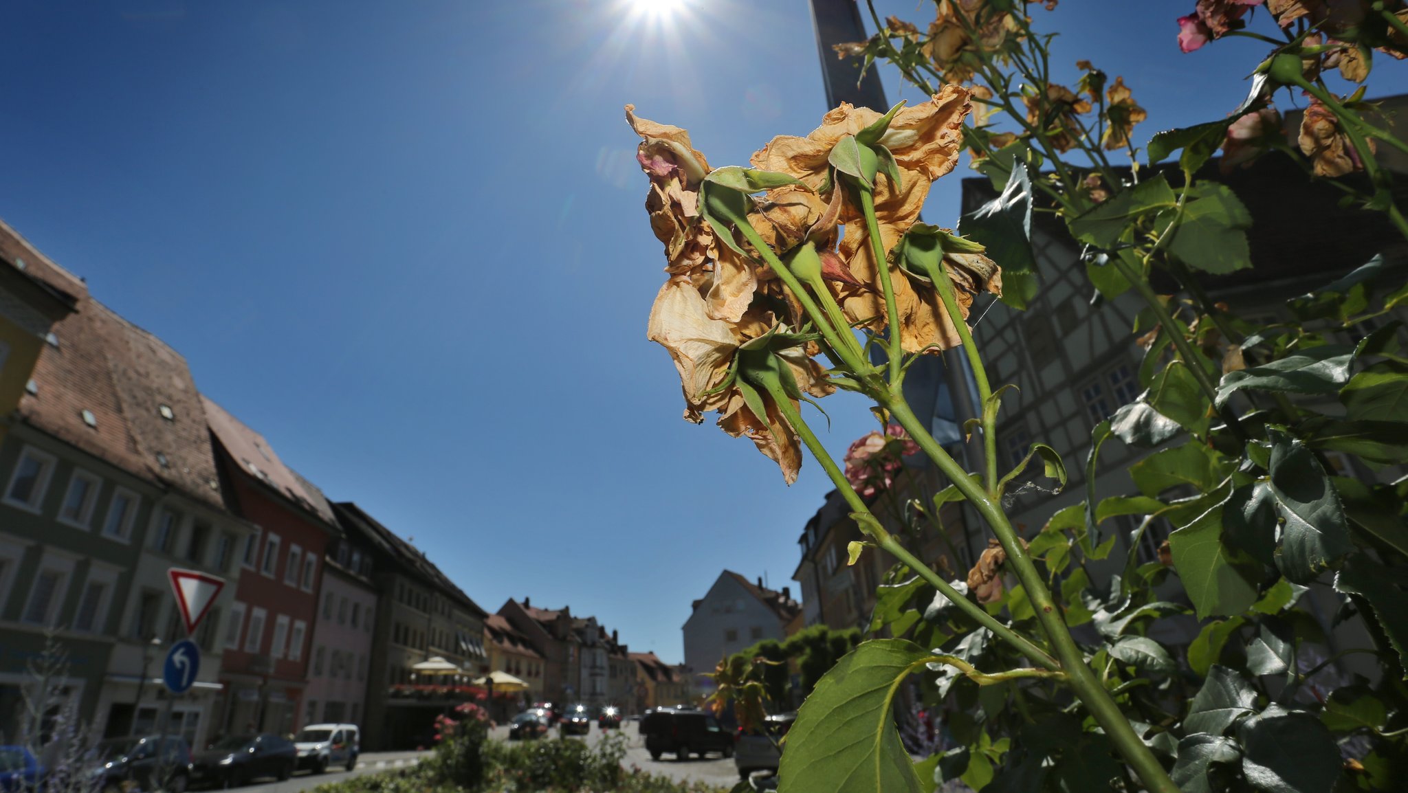 Vertrocknete Rosen stehen auf einer Verkehrsinsel im Sonnenschein. Kitzingen gilt in den Sommermonaten als einer der heißesten Orte in Deutschland.