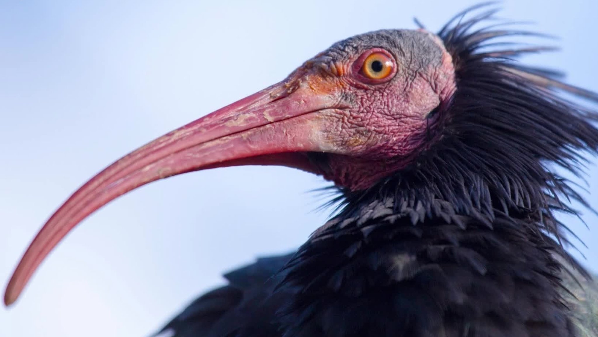 Waldrapp mit kahlem Kopf und sichelförmigen Schnabel. In Europa war der Ibisvogel fast ausgestorben. In aufwändigen europäischen Auswilderungsprojekten wird versucht, Waldrappe zu züchten und an das Leben in freier Wildbahn zu gewöhnen. 