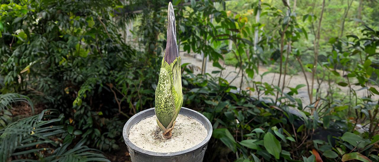 Blüte der Titanenwurz