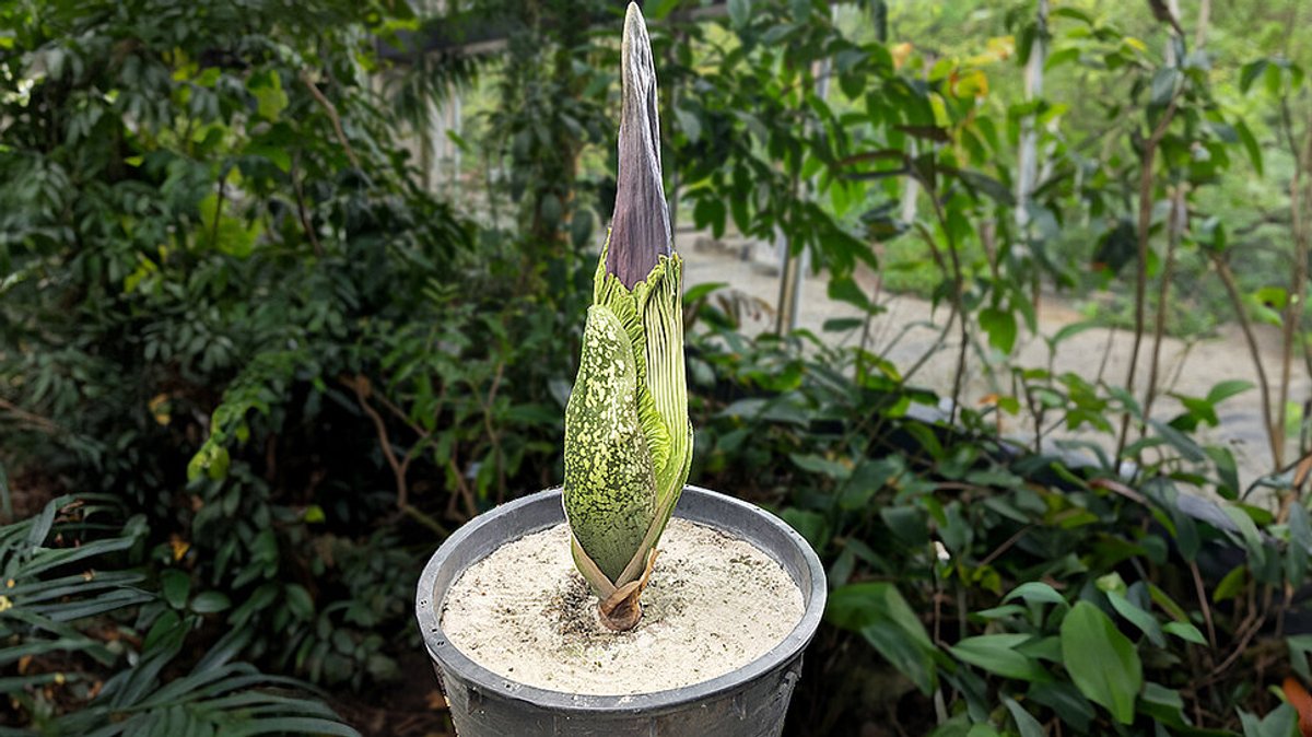 Größte Blume der Welt: Titanenwurz in Würzburg kurz vor Blüte