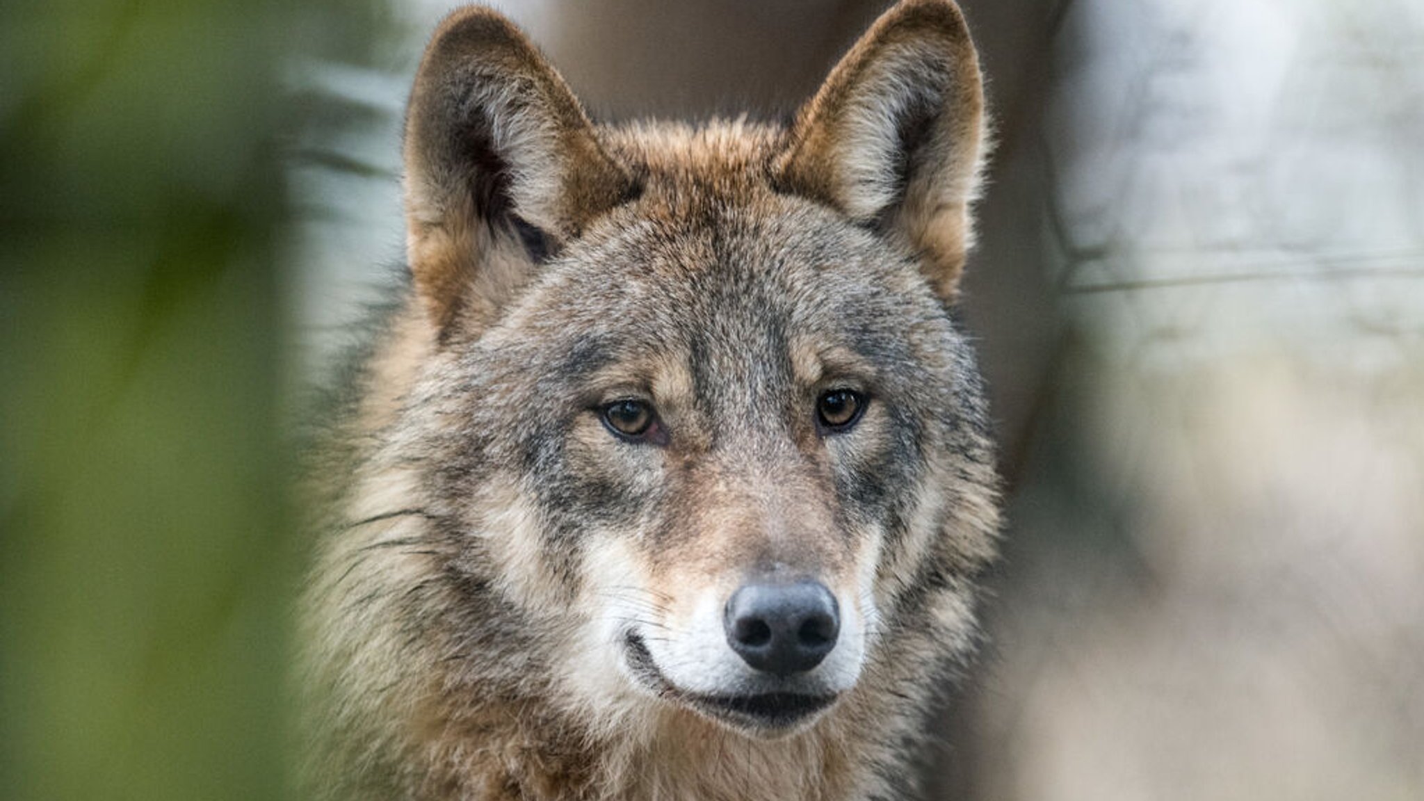 Nach EU-Votum: Streit um den Wolf in Bayern geht weiter 