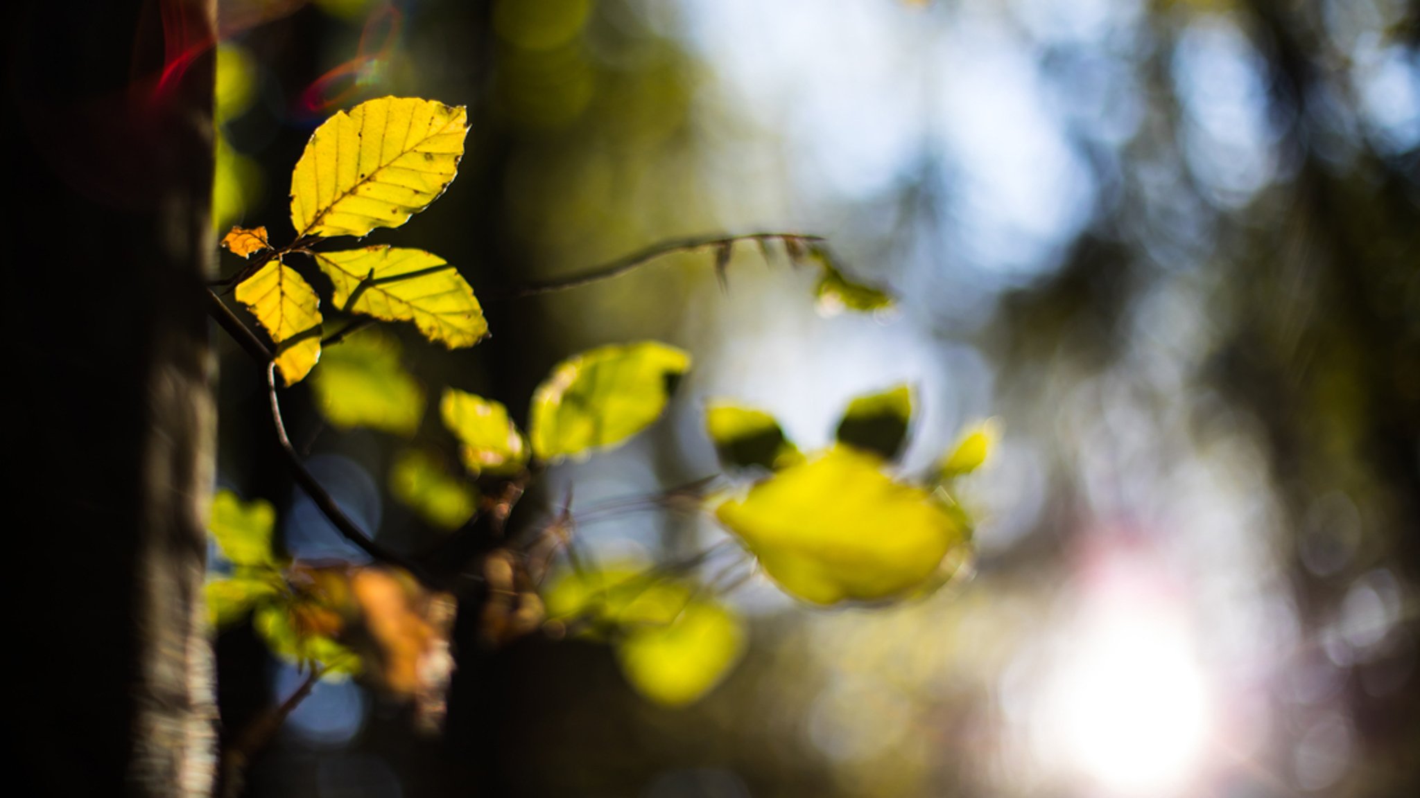 Laubblätter in der Herbstsonne im Steigerwald.