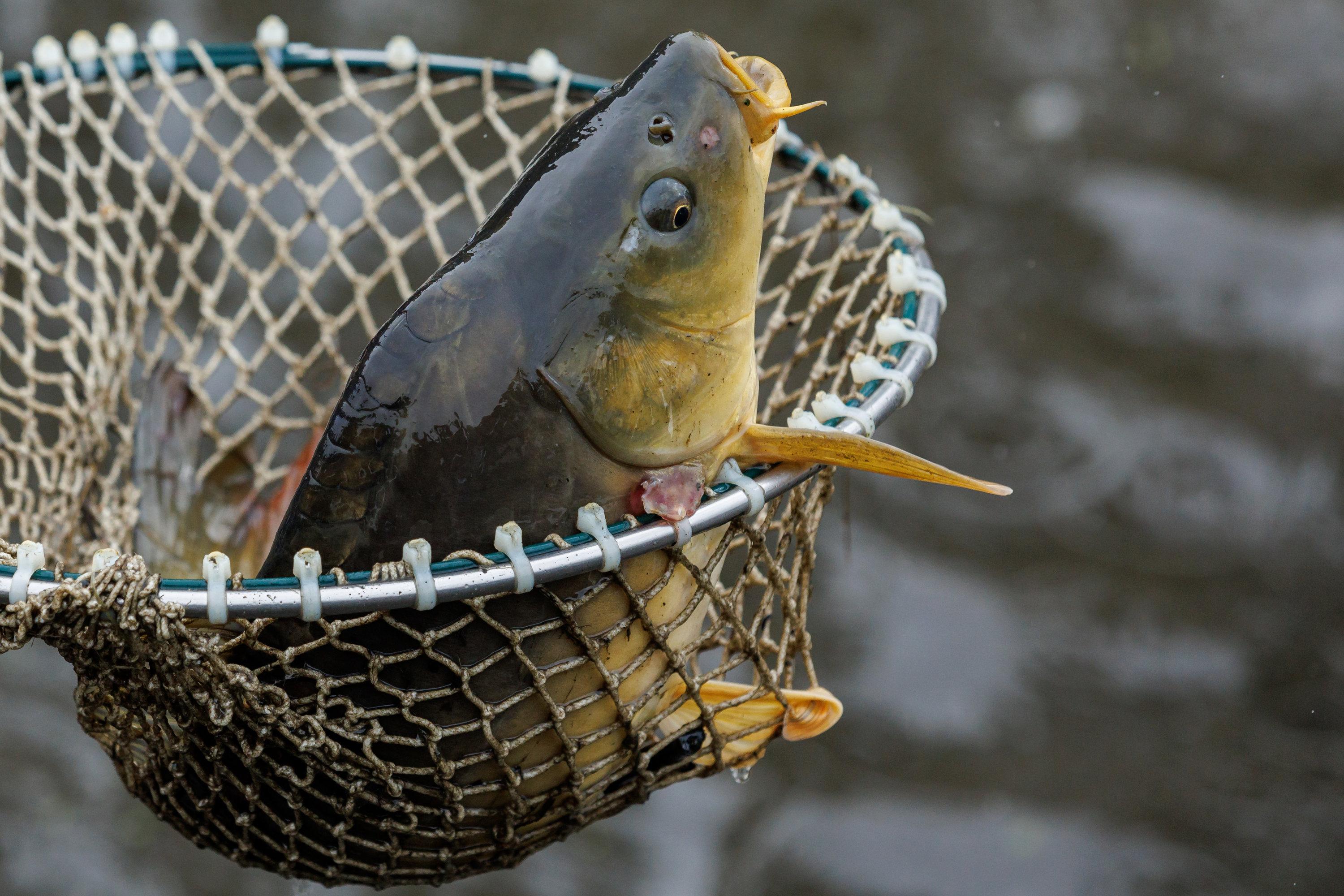 Ein Karpfen liegt in einem Kescher (Symbolbild).