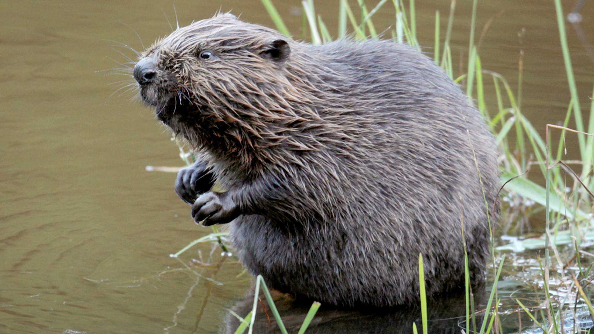 Ein Biber sitzt im Wasser