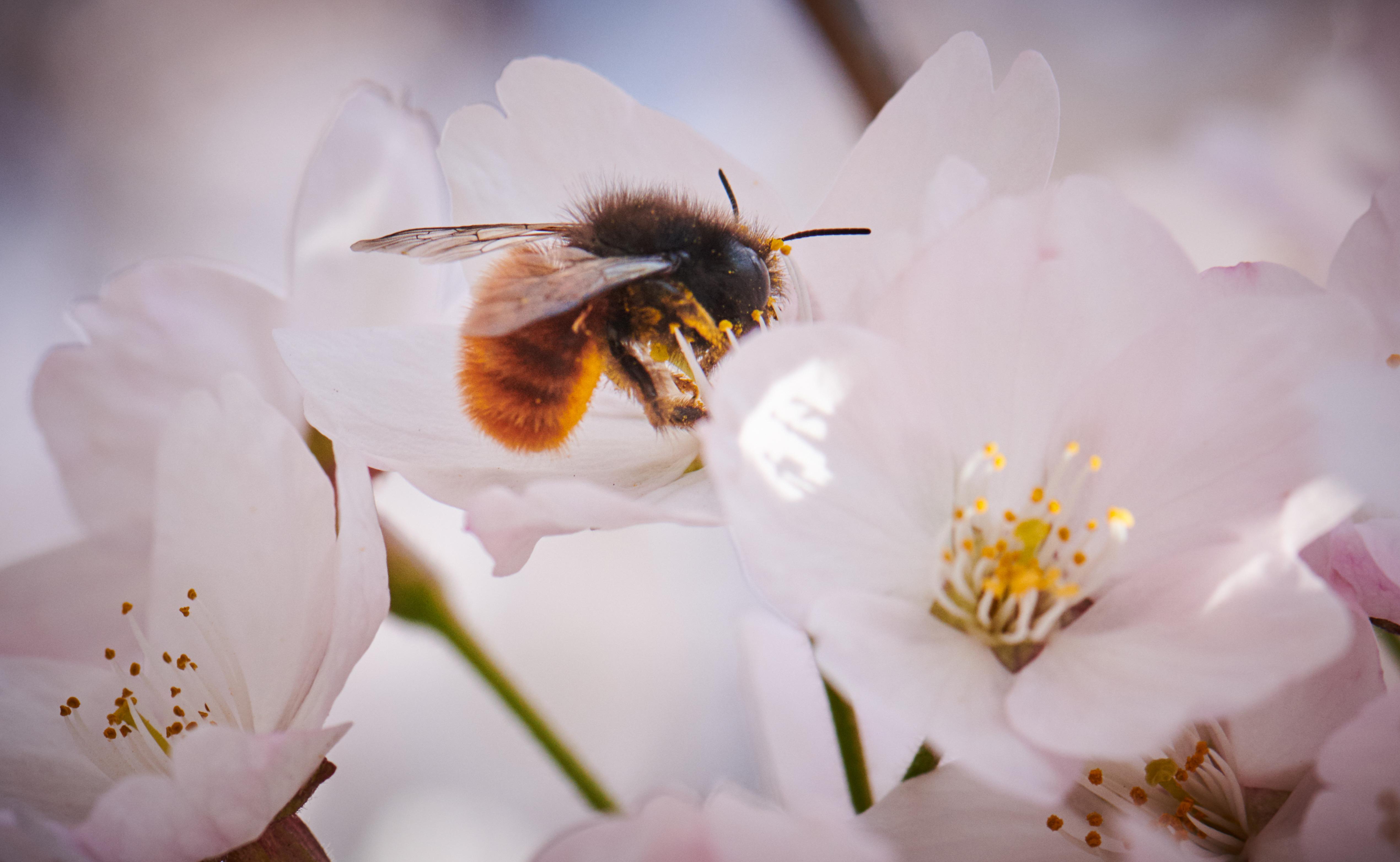 Biologen Suchen Wildbienen Im Englischen Garten Br24
